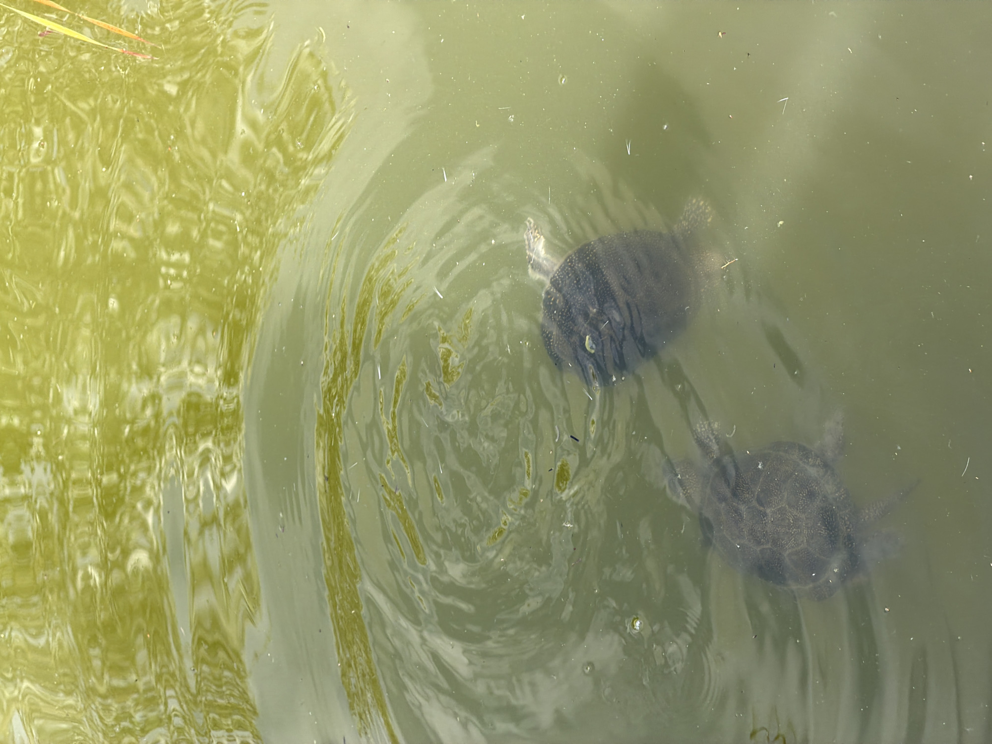 Two small turtles swim in murky, green water. One turtle is positioned to the left, facing away from the viewer and slightly downward. The second turtle is to the right and slightly above the first, facing towards the left and looking upward. The water has ripples and reflections of what appears to be vegetation. The image was taken outdoors. There is no discernible information about the city of Vienna, Austria.