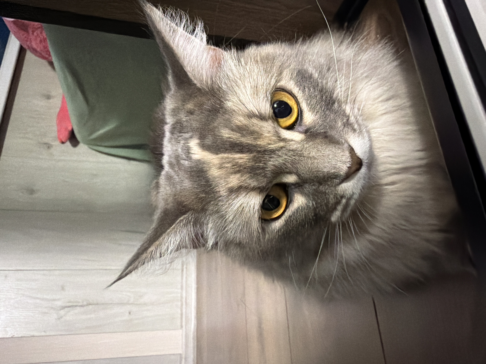 The image shows a close-up of a long-haired gray and tan cat with bright yellow eyes, sitting on a wooden floor. The cat is looking directly at the camera with a serious expression. In the background, there is a light-colored wall with vertical paneling and a piece of furniture draped with a green cloth and a red pillow. There is no indication of the city of Izhevsk, Russia, or any specific location. The image is a still photograph and does not depict any action or interaction.