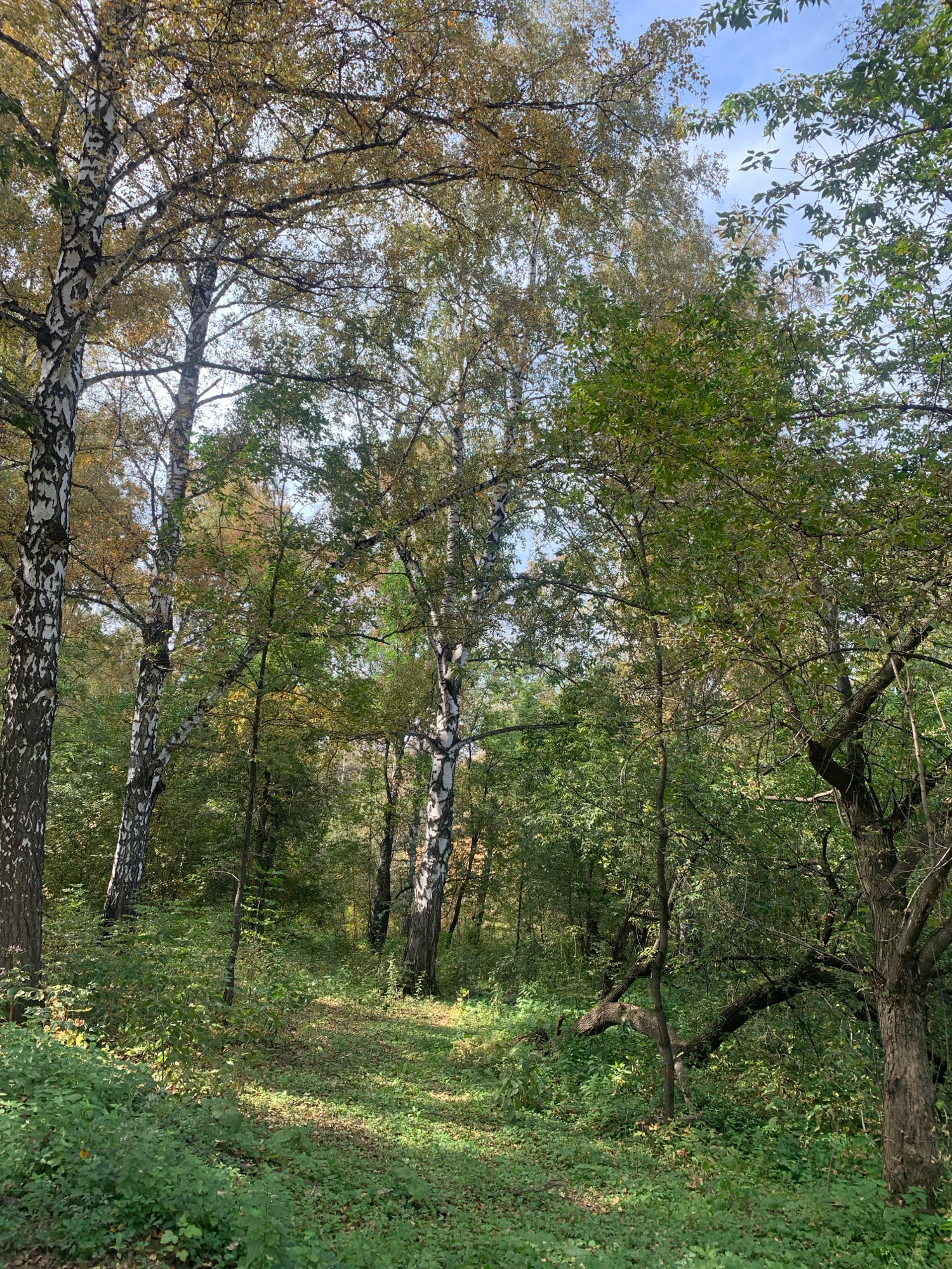 The image depicts a sun-dappled forest floor in Prokopyevsk, Russia. Tall birch trees with characteristic white bark and dark markings dominate the scene, their leaves displaying a transition from green to autumn hues of yellow and brown. The ground is covered in lush green undergrowth, interspersed with fallen leaves. A narrow, winding path, faintly visible, suggests a walking trail through the woods. The overall impression is one of a tranquil, natural setting within the city.