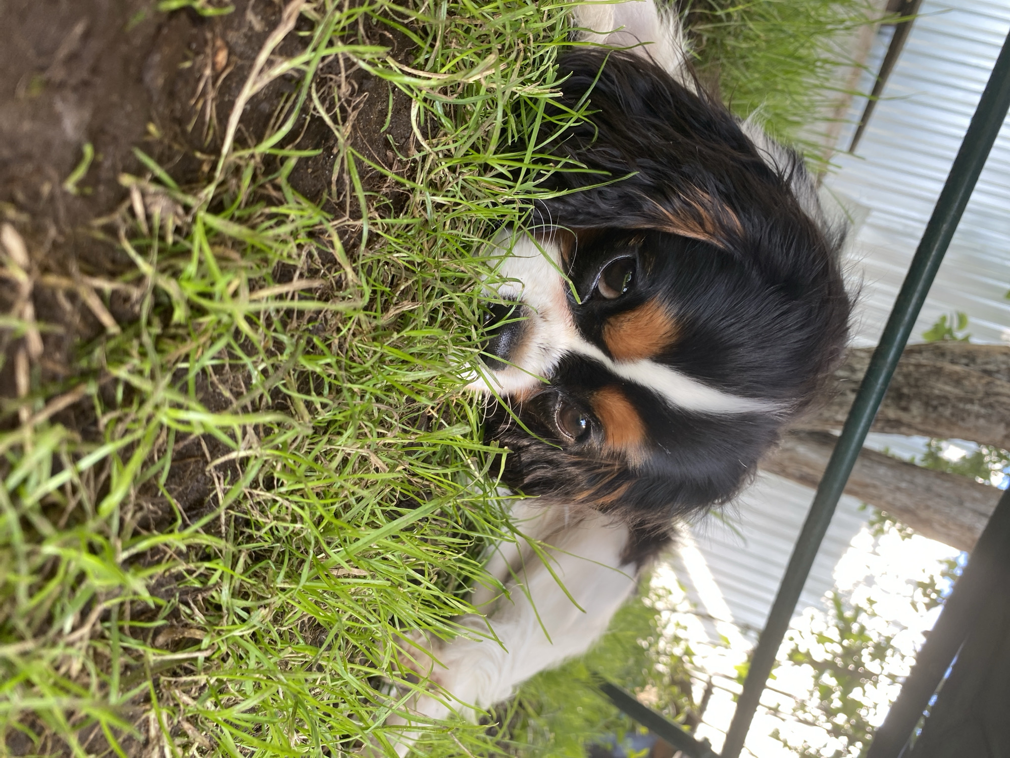 A cavalier King Charles spaniel lies down in the grass. The dog has a tricolor coat of black, white, and tan. Its head is resting on the ground, and its eyes are looking directly at the camera. The background is blurred, but it appears to be a yard with a fence and some trees. The lighting suggests it is daytime. There are no visible people or other animals in the image. There are no identifiable landmarks in Votkinsk, Russia.