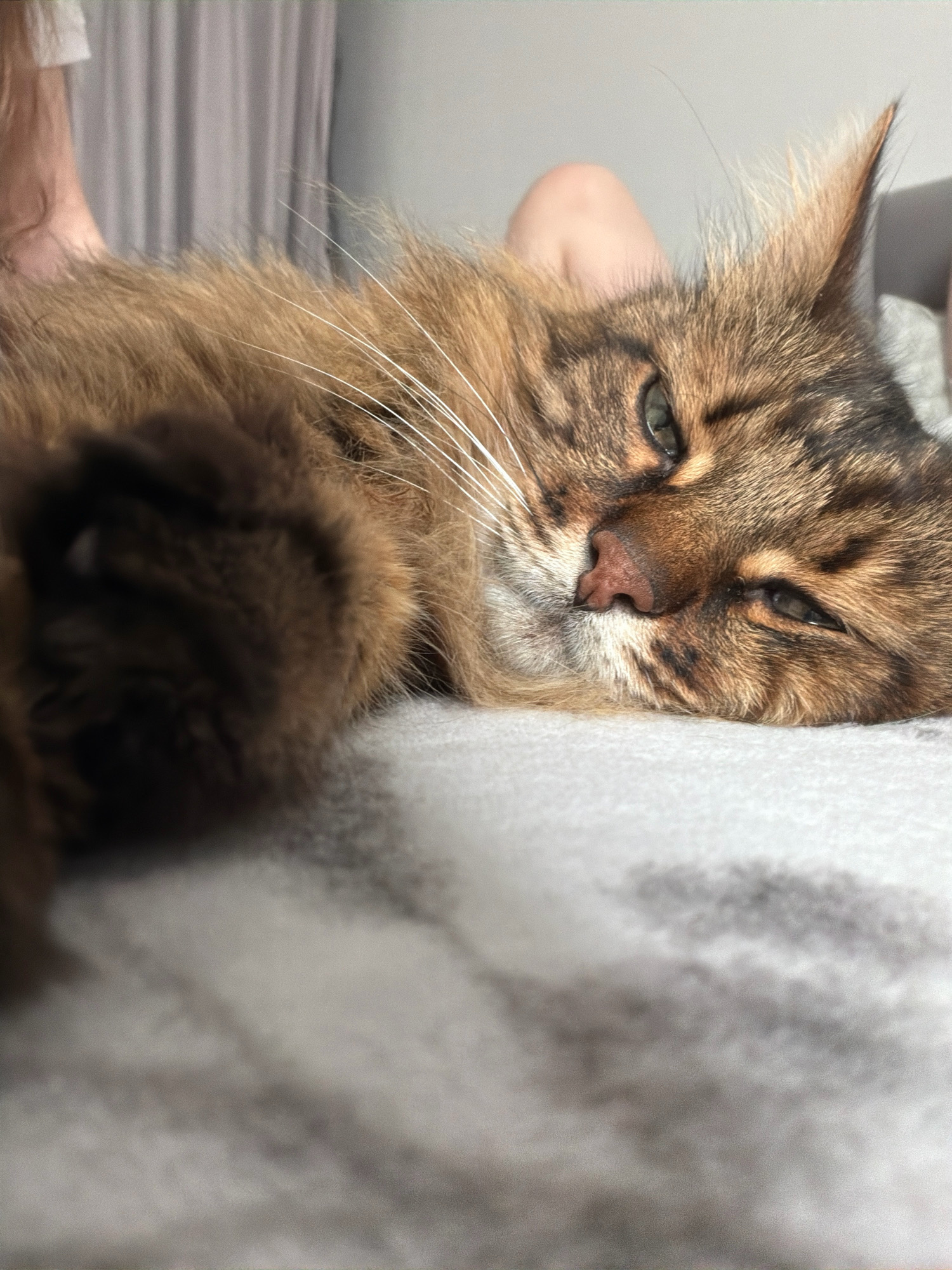 The image shows a close-up of a brown tabby cat lying on a light-colored, textured surface. The cat's head is turned towards the viewer, with one eye partially closed. Its fur is long and fluffy, and its whiskers are prominent. In the background, a blurred portion of a human leg and a light-colored curtain are visible. The scene appears to be indoors. The image does not contain any identifiable elements that would indicate a specific location in Kyiv, Ukraine.