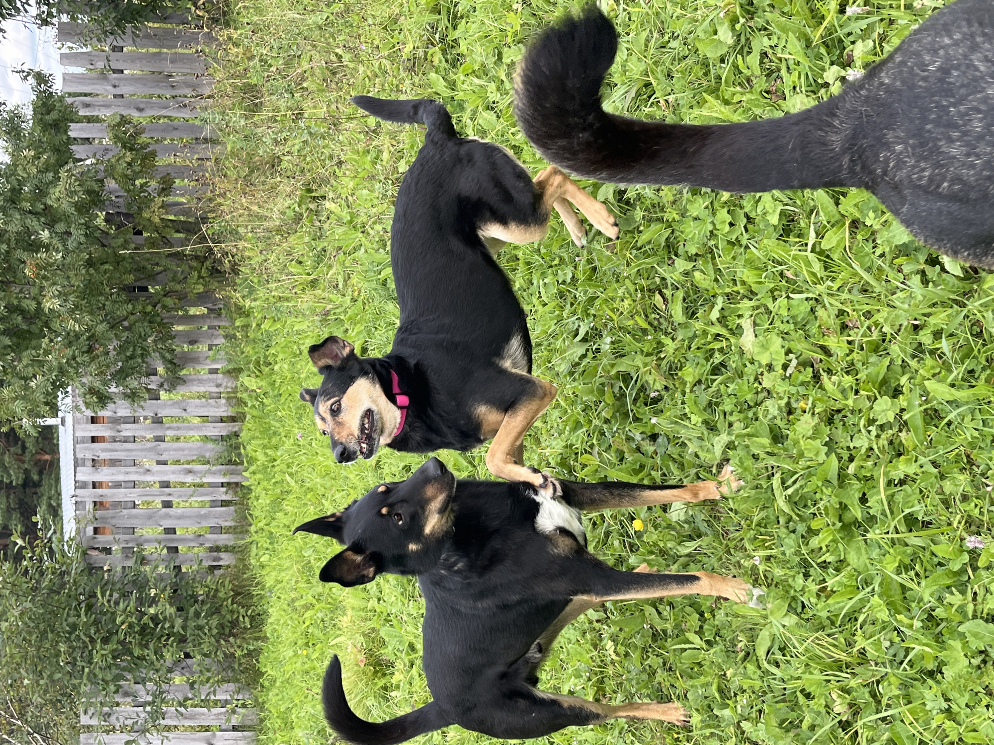 Two black and tan dogs are in a grassy yard, with a wooden fence and trees in the background. The dog on the left is standing, while the dog on the right is in a playful pose, with one paw raised. A dark-colored animal's head and neck, possibly a dog or large bird, are in the foreground, facing away from the camera. The scene appears to be in a rural or suburban area, possibly Nizhny Tagil, Russia, given the context of the request.
