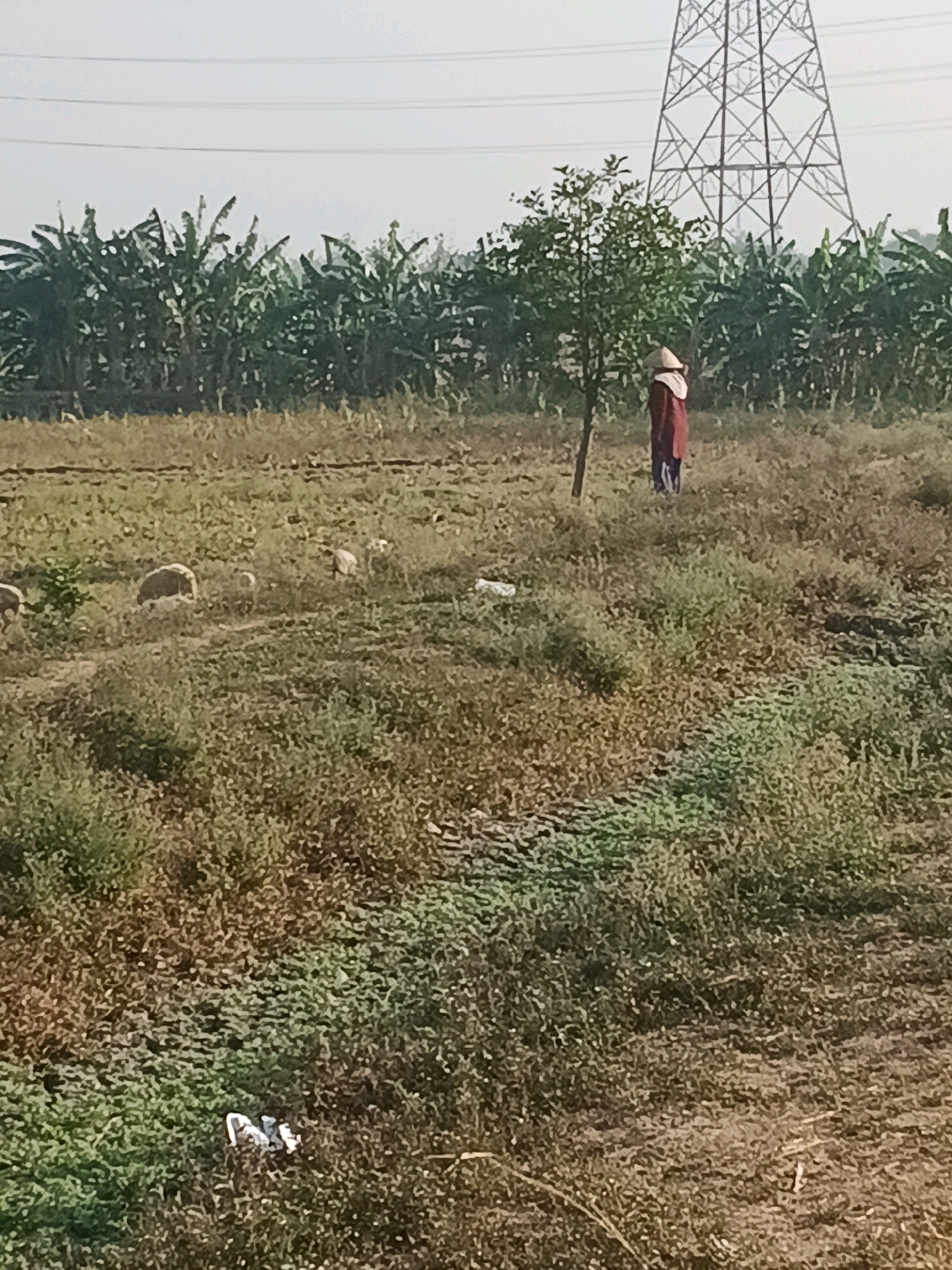 In a rural outdoor scene, a person wearing a red garment and a conical hat stands near a small tree in a field. Several sheep are grazing in the foreground amidst patchy vegetation. In the background, a dense line of banana trees stretches across the horizon, beyond which a large metal power transmission tower is visible against a pale sky. The ground is covered with dry grasses and some green plants. The overall environment appears to be agricultural land in a village setting, likely Ngembak, Indonesia.
