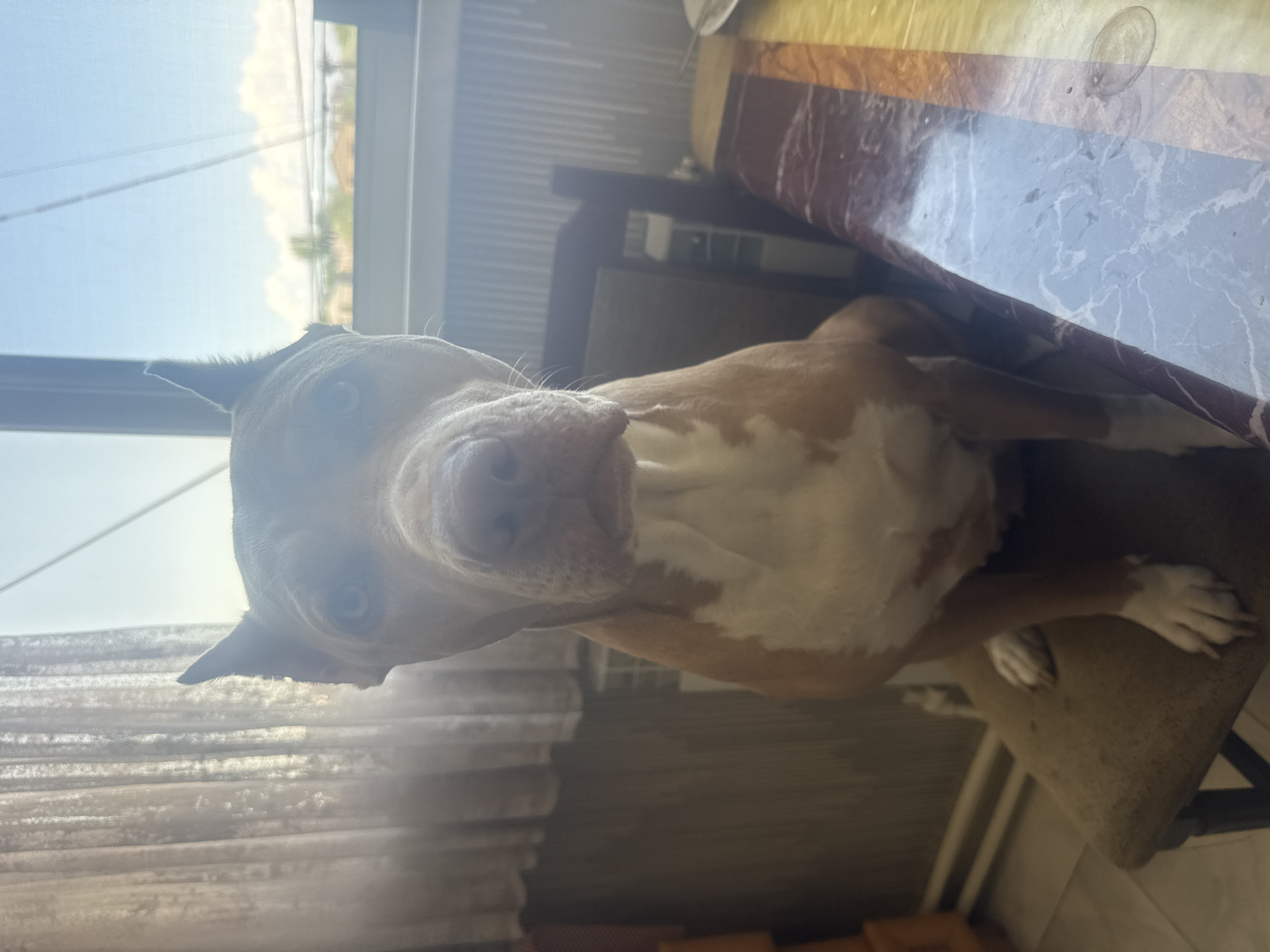 A tan and white pit bull terrier sits on a chair in front of a window with sheer curtains and a view of a partly cloudy sky. The dog has piercing blue eyes and its ears are perked up. A dark wooden chair with a cushioned seat is beneath the dog. In the foreground, a table with a marble-like surface is visible, with the right edge of the table cropped out of the frame. The dog is positioned in the center of the frame, looking directly at the camera. The scene appears to be indoors, possibly in a residential setting in Metsamor, Armenia.