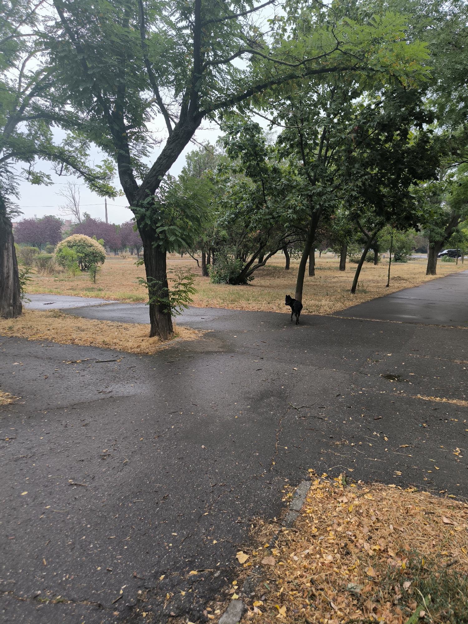 The image depicts a park area with paved pathways in Mykolaiv, Ukraine. A black dog is visible on one of the wet, grey asphalt paths, which are partially covered with fallen yellow leaves. Tall, mature trees with green foliage line the pathways and the surrounding dry, yellow grass. In the background, there are more trees, some with dark purple leaves, and structures suggestive of urban development. The sky appears overcast.