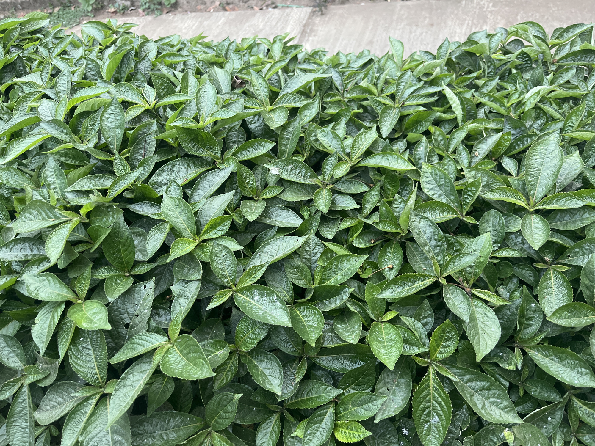 A dense, lush green shrub fills the frame, its numerous oval-shaped leaves overlapping and creating a textured surface. The leaves are dark green with visible veins and a slightly glossy sheen, some showing minor imperfections like small holes or light speckling. The shrub appears to be growing along the edge of a concrete path or walkway, which is visible on the right side of the image, characterized by its light gray, textured surface. The background consists of more of the same greenery, suggesting a natural or landscaped outdoor environment. The lighting indicates it is daytime.