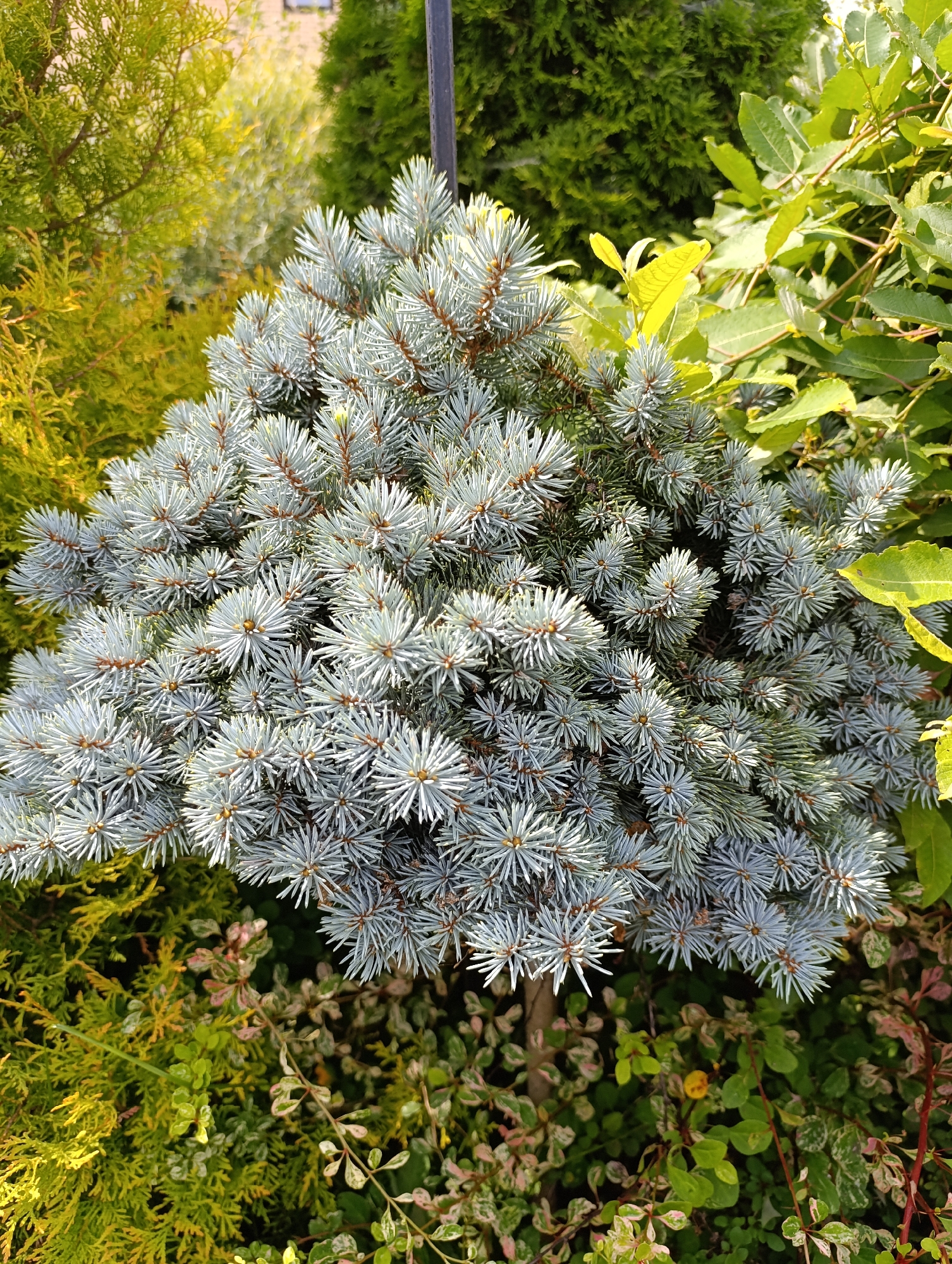A dwarf conifer, likely a dwarf Alberta spruce or a similar variety, with silver-blue needles is centrally positioned in the frame. It is surrounded by other greenery, including a bright yellow-green conifer to its left and darker green foliage to the right and behind. The ground cover is a mix of small, variegated leaves with hints of pink and green. The scene appears to be an outdoor garden setting, possibly in the city of Kommunarka, Russia, given the context provided. Sunlight illuminates the foliage, creating distinct shadows and highlights. No people or discernible structures are present in the immediate foreground or midground.