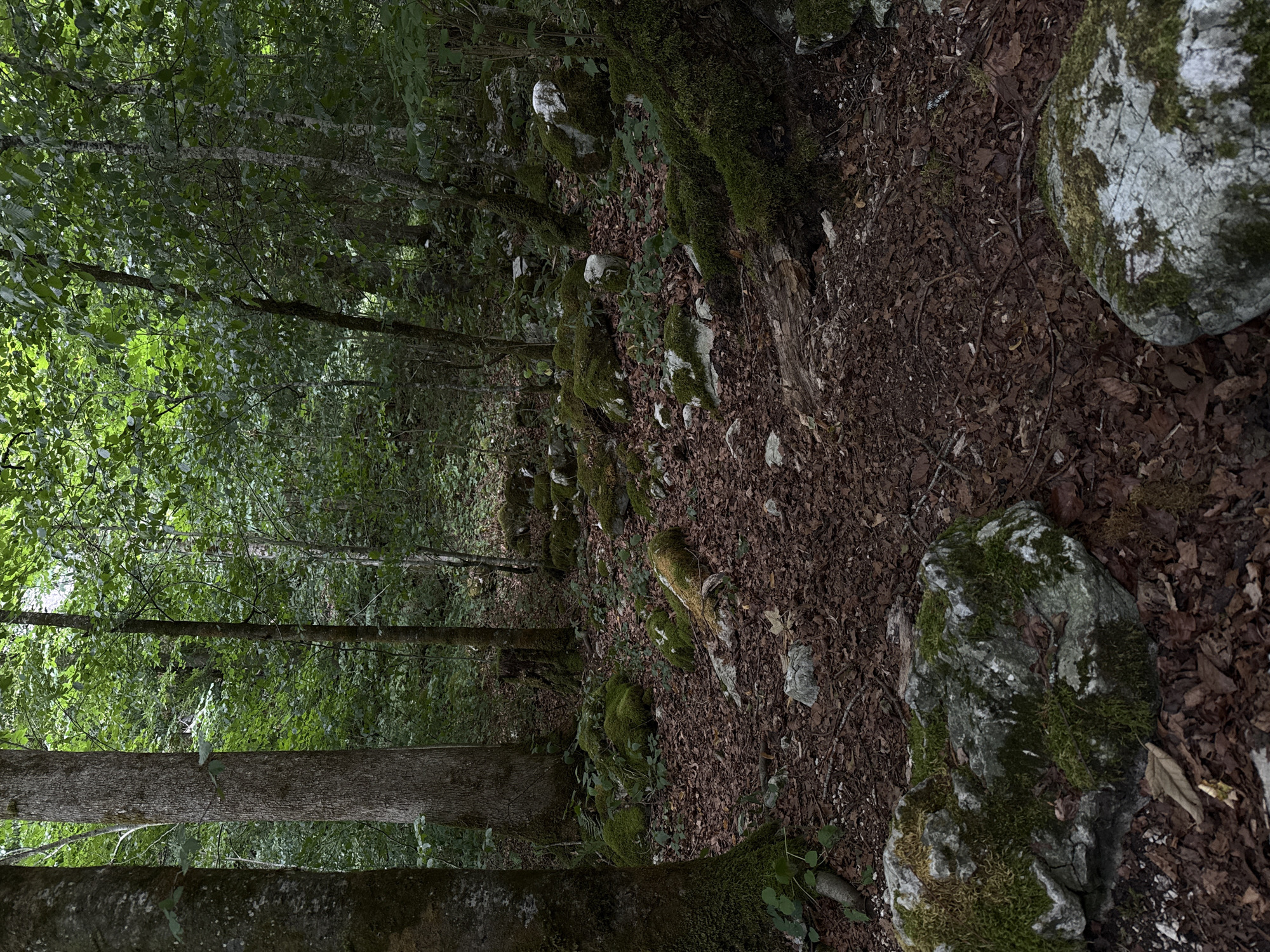 The image depicts a forest floor covered in fallen leaves and moss-covered rocks. Large tree trunks with rough bark are visible, some with moss clinging to their bases. The canopy of the forest is dense with green leaves, allowing only dappled sunlight to filter through. The overall impression is one of a natural, undisturbed woodland environment. The scene is not identifiable as being in Schönau am Königssee, Germany, or any other specific location.