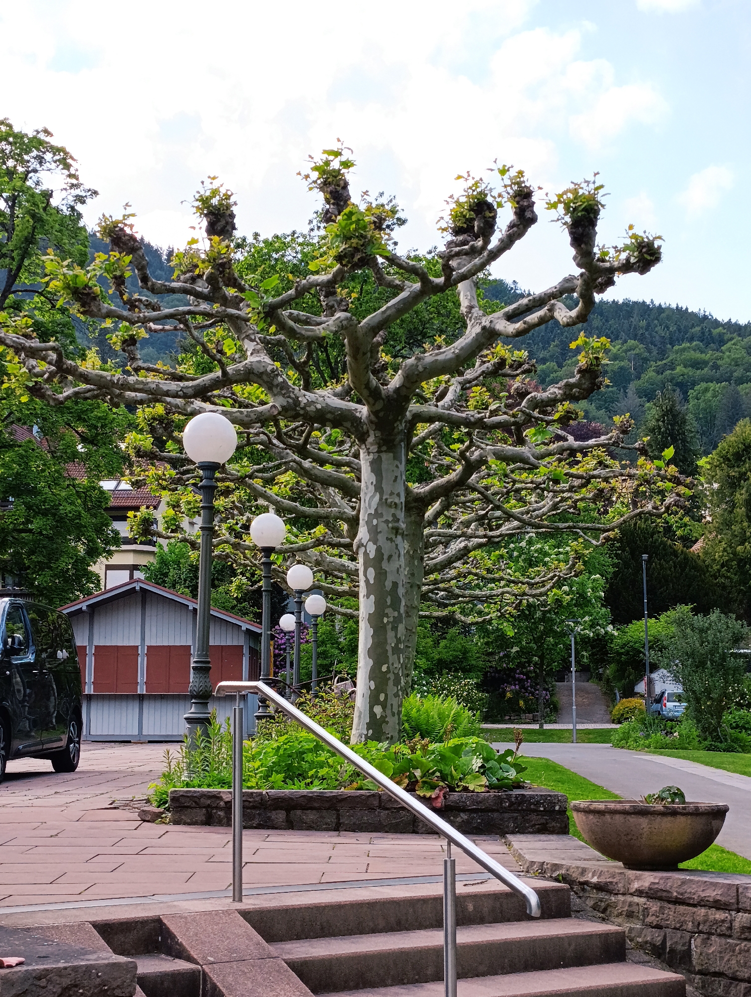 A medium shot depicts a scene outdoors in an urban environment, featuring a distinctive tree with pruned branches as a central element. The tree has a mottled trunk, a characteristic of plane trees, and its branches are densely arranged, bearing nascent leaves.
To the left of the tree, a black vehicle is partially visible. Behind the tree, a light gray shed with red shutters is present. A series of globe-shaped street lamps extends into the background, positioned behind the tree and the shed.
The scene is observed from an elevated position, indicated by the presence of stone steps in the foreground, leading up to a paved area. A stainless steel railing is installed along the steps for support. A stone planter containing greenery is situated near the steps.
In the background, a dense forest covers a hillside, providing a natural backdrop to the urban elements. The sky is partly cloudy.
The location is in the city of Unknown, Unknown.
