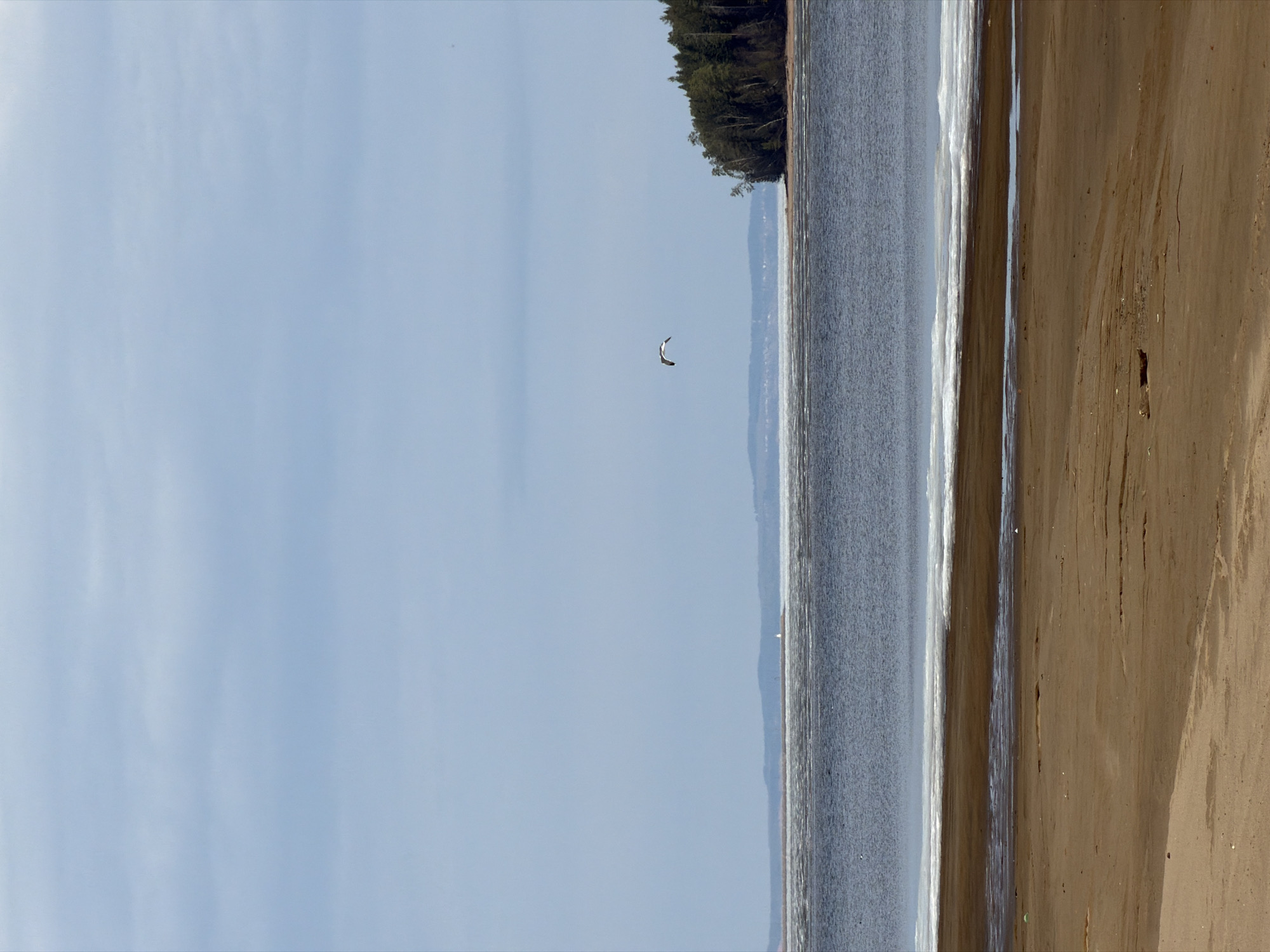 The image depicts a coastal scene, possibly in Chaikovsky, Russia. The right side of the frame shows a sandy beach, wet and dark in some areas. To the left of the beach is a body of water with a subtle wave pattern. A thin line of vegetation, possibly trees, is visible on the distant shore. A single bird is flying in the sky above the water. The sky is a light blue with no visible clouds.