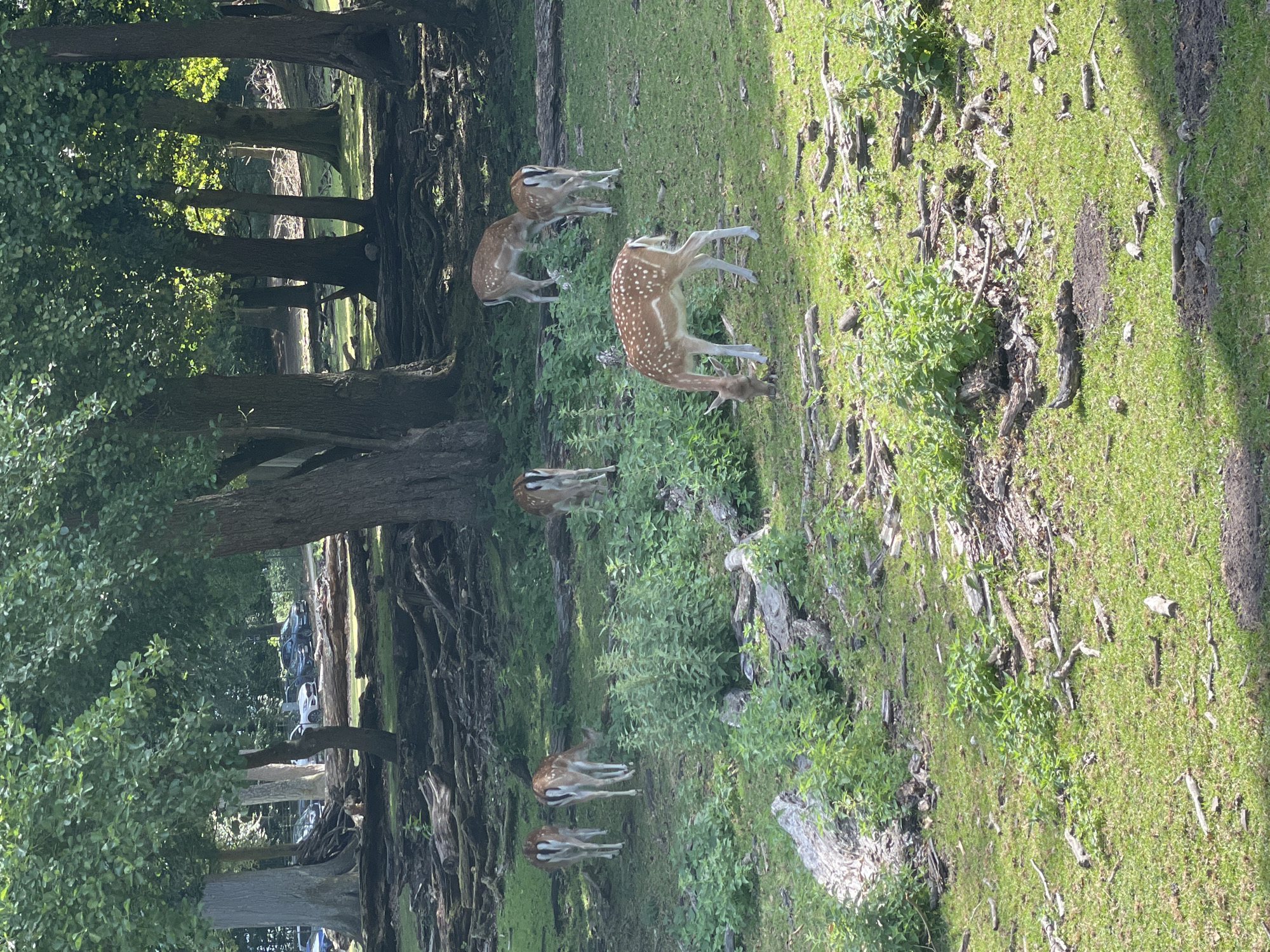 The image captures a serene natural scene within Aarhus, Denmark, likely in a park or wildlife area. The foreground is dominated by a lush green grassy field scattered with fallen branches and logs. In the mid-ground, a group of fallow deer are visible. One deer in the foreground is grazing, its coat spotted with white. Further back, several other deer are scattered across the field, some grazing and others standing. The background features a dense forest with large trees casting shadows, and beyond that, a parking lot with several cars can be seen through a gap in the trees, indicating a proximity to an urban area. The overall atmosphere is peaceful, with the deer appearing undisturbed.