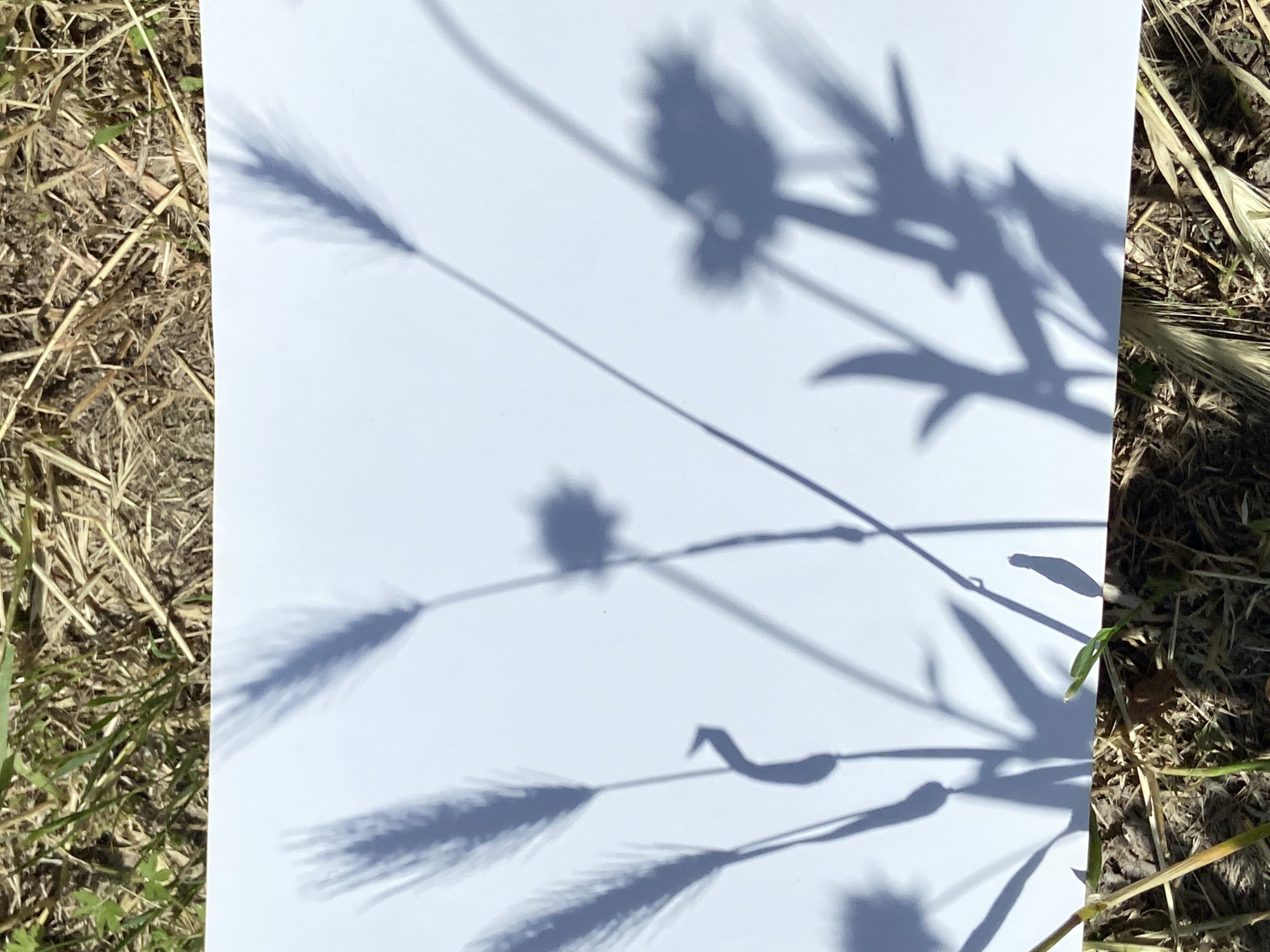 A white rectangular piece of paper lies flat on the ground, positioned centrally in the image. The paper is brightly illuminated and covered with distinct, dark gray shadows of various plants, primarily grasses and what appear to be seed heads or floral structures. The shadows show fine details, suggesting individual blades, stems, and feathery or spiky clusters.
Surrounding the paper is natural ground cover. To the left, the ground is a mix of dried, light brown grasses and some patches of green vegetation, along with visible dark soil. To the right, similar dry grasses and dirt are present, with a few brighter green shoots emerging.
The sharp, well-defined quality of the shadows indicates bright, direct sunlight, suggesting the photograph was taken on a sunny day, likely during late morning or early afternoon. No people or visible text are present in the image. The scene conveys a sense of quiet observation of natural forms and light outdoors, possibly in a field or uncultivated area.