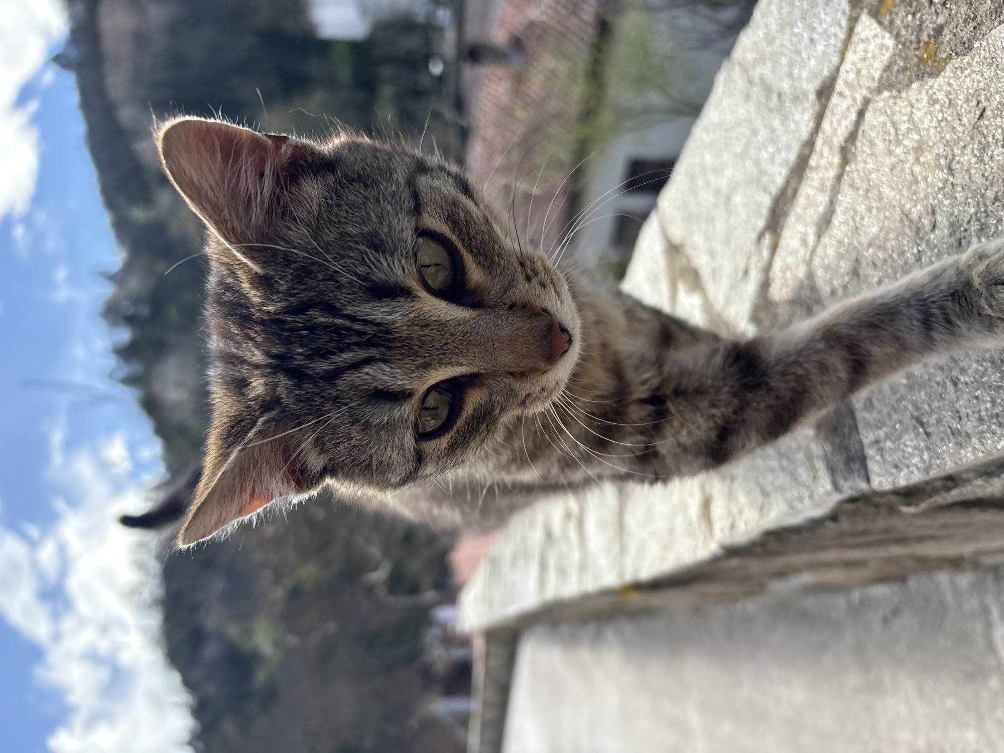 A tabby cat is perched on a stone ledge. The ledge appears to be part of a building or wall, with a view of Melnik, Bulgaria, in the background. The background shows a cityscape with buildings, trees, and a mountain or rock formation visible under a partly cloudy sky. The cat is looking towards the camera, with one paw extended. The sunlight is strong, creating highlights on the cat and the stone surface.