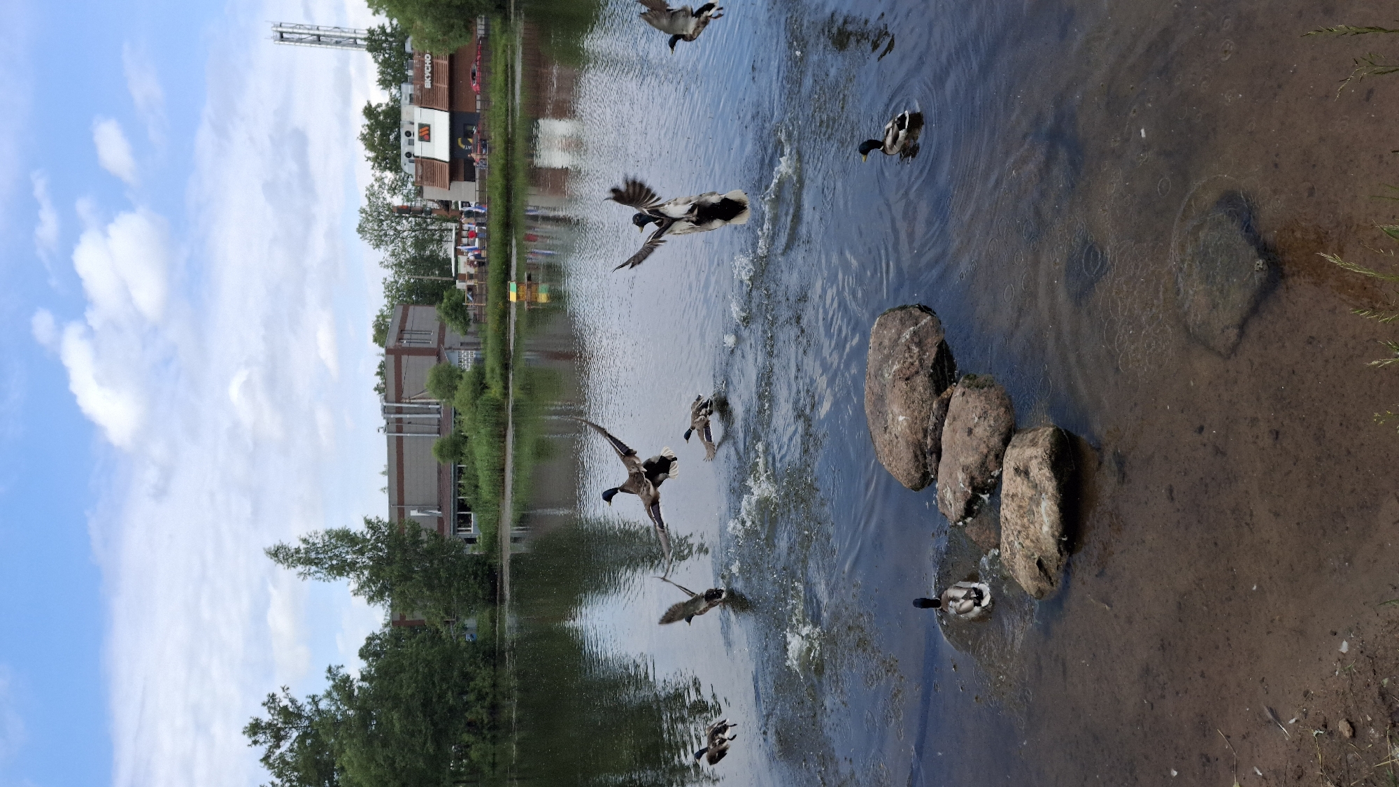 The image depicts a body of water with several ducks in various states of motion. In the foreground, two ducks are partially submerged near a cluster of large, rounded stones. Further into the water, several ducks are in mid-air, with wings spread, appearing to be taking flight or landing. One duck is in the center of the frame, its wings outstretched, creating a splash in the water below. Other ducks are scattered across the water, some with their wings angled upwards.
In the background, a cityscape is visible. A large, grey building with prominent vertical grey pipes stands to the left, bordered by dense green trees. To the right of this building, a smaller, reddish-brown building with white trim and signage, including a white arch-like logo, is present. Further to the right, a tall, slender tower structure is visible. A body of water, possibly a river or canal, reflects the sky and surrounding buildings.
The sky is partly cloudy, with white clouds scattered across a light blue expanse. The overall impression is a scene of natural wildlife interacting with a developed urban environment. The presence of the buildings and tower suggests an urban or suburban setting, potentially near a park or recreational area within Saint Petersburg, Russia.