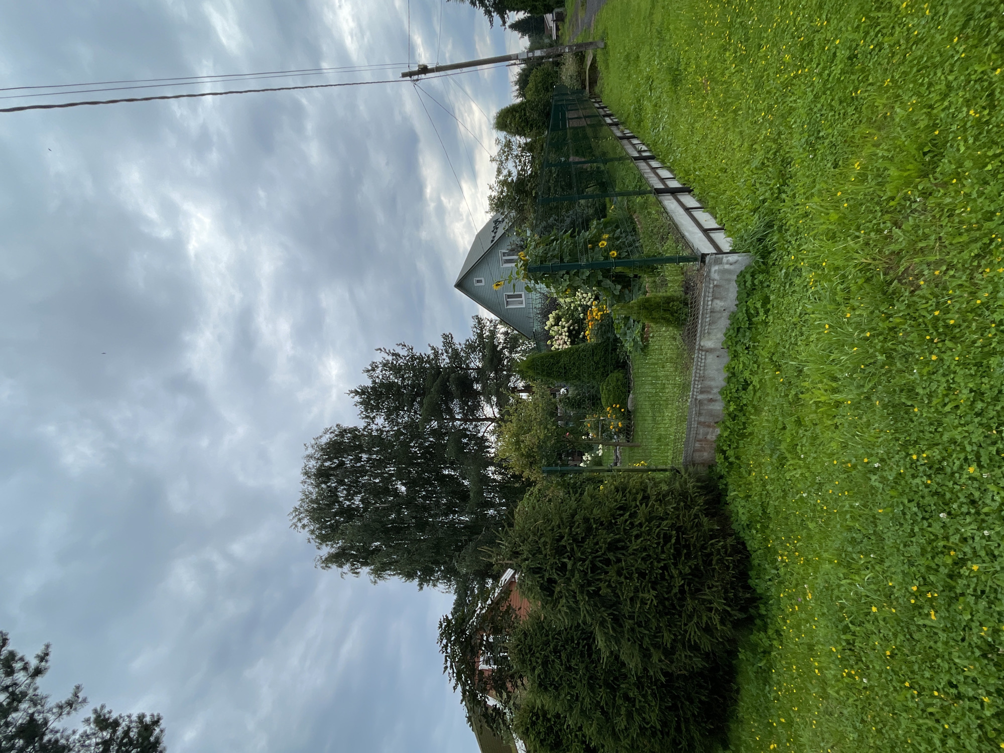 The image depicts a residential property in a rural setting, likely in Unknown, Russia, under a cloudy sky. In the foreground, a lush green lawn is dotted with small yellow wildflowers. A dark green hedge of coniferous trees is situated to the left, partially obscuring a red-roofed building behind it. A well-maintained garden is enclosed by a green metal fence, featuring various flowers, including sunflowers and hydrangeas, as well as small ornamental trees. Beyond the garden, a light blue house with white-trimmed windows is visible, surrounded by trees. A utility pole with wires stands to the right of the frame, adjacent to a dirt road. The overall impression is of a peaceful, suburban or rural landscape.