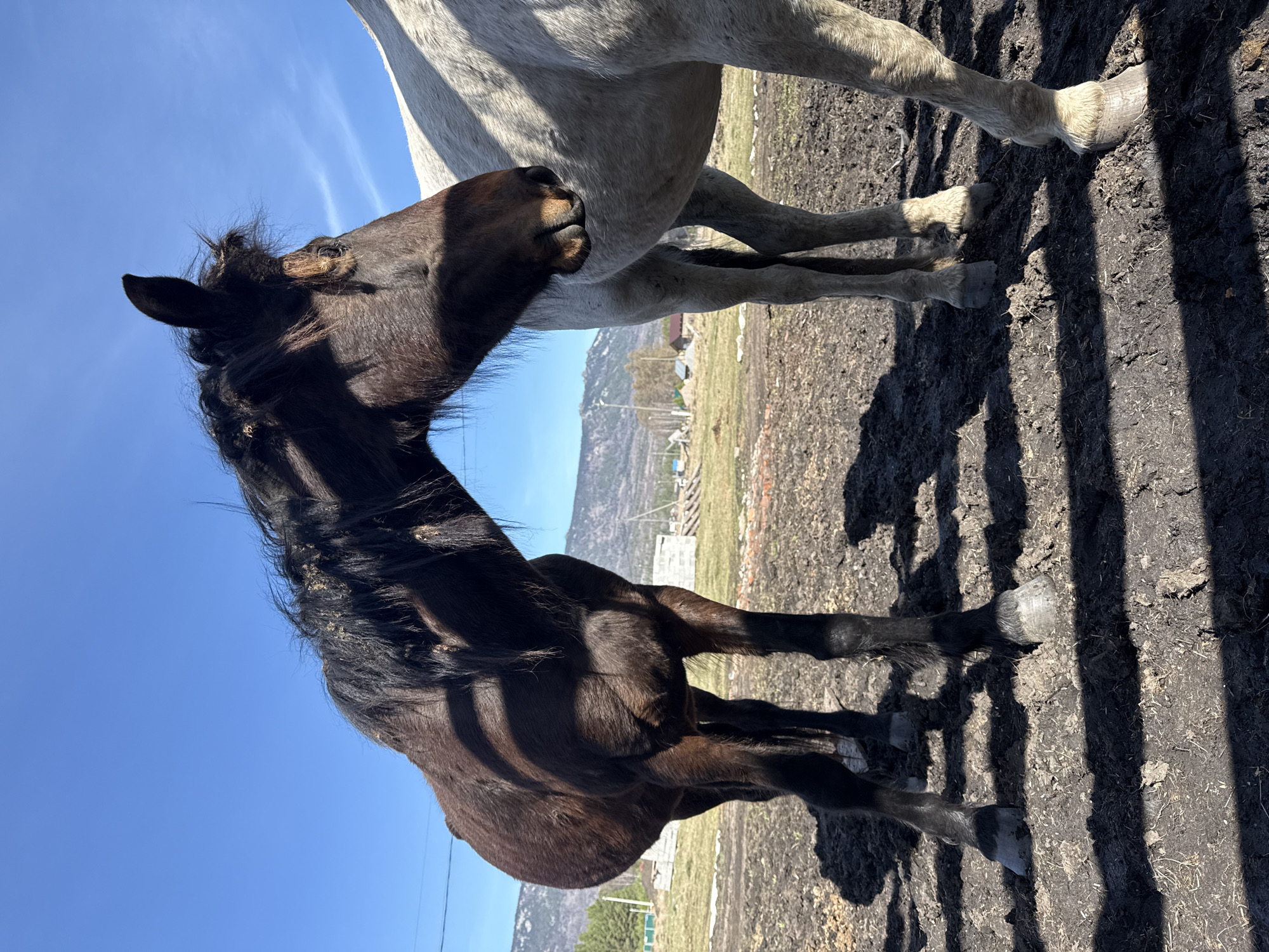 This image, taken in Tyulyuk, Russia, captures a tender moment between two horses. A small, dark brown or black foal is seen in the foreground, nuzzling its head affectionately against the belly or flank of a larger, light gray or white adult horse. The foal's dark mane is visible, with some small bits of debris or plant matter caught in it.
The setting appears to be a rural or mountainous area under a bright, clear blue sky. In the background, mountains stretch across the horizon, with some sparse vegetation and a few distant, low-lying structures. The ground is uneven, composed of dirt and mud, with visible hoof prints and long shadows cast by the horses, indicating a sunny day, likely mid-morning or late afternoon. The interaction between the two equines suggests comfort and a calm, natural environment. There is no visible text.