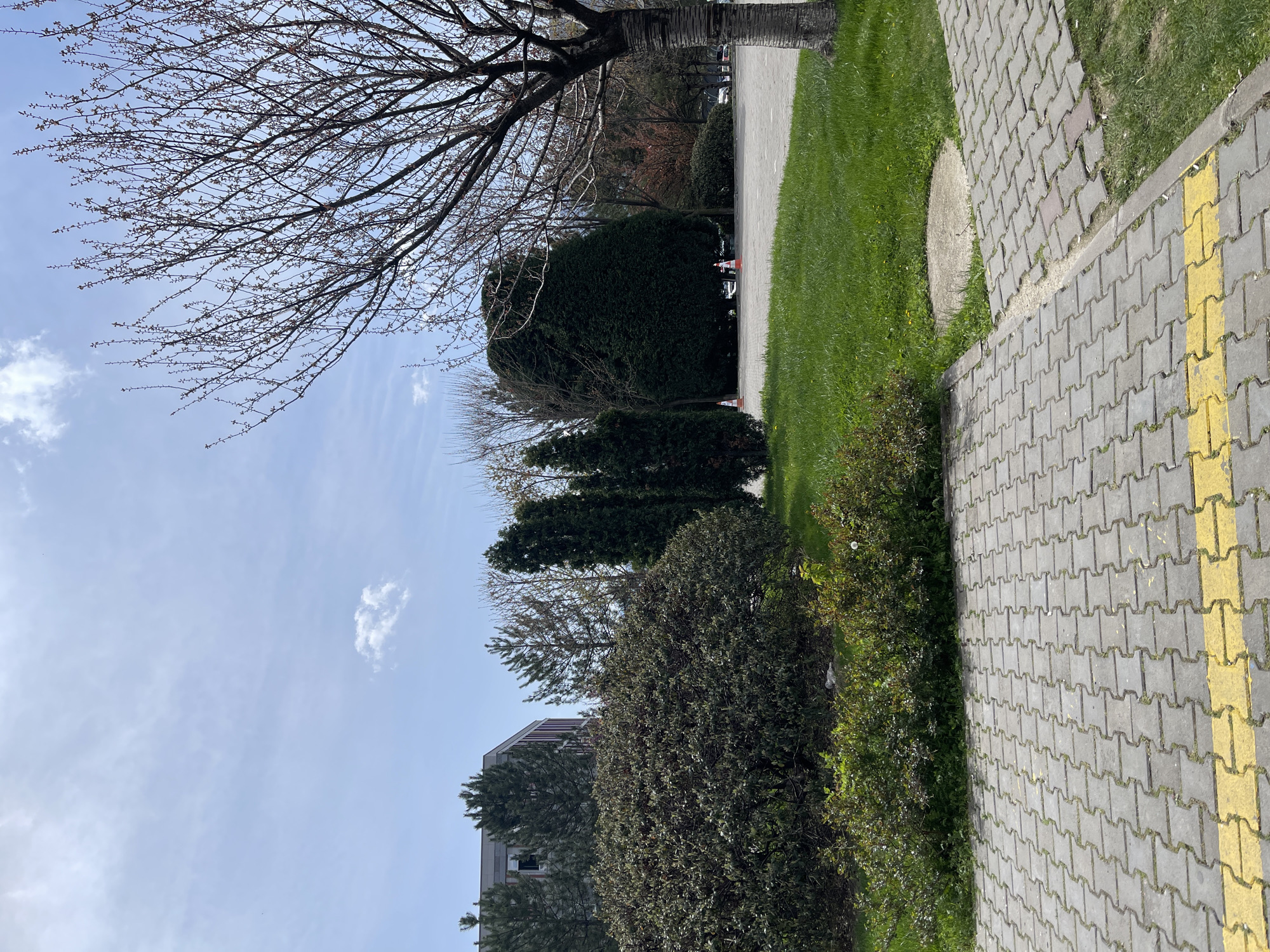 The image shows a park scene likely located in Karabük, Turkey, judging by the urban environment and architecture partially visible. The photograph is taken at ground level along a paved pedestrian walkway composed of gray interlocking bricks with a prominent yellow tactile paving line near the edge. Adjacent to the walkway is a strip of green grass and a variety of bushes and trees, ranging from blossoming trees with bare branches to dense evergreen shrubs. In the background, further rows of trees obscure most of the buildings, however, a modern building can be seen, revealing the surrounding urban environment. The sky is mostly clear with scattered wispy clouds.