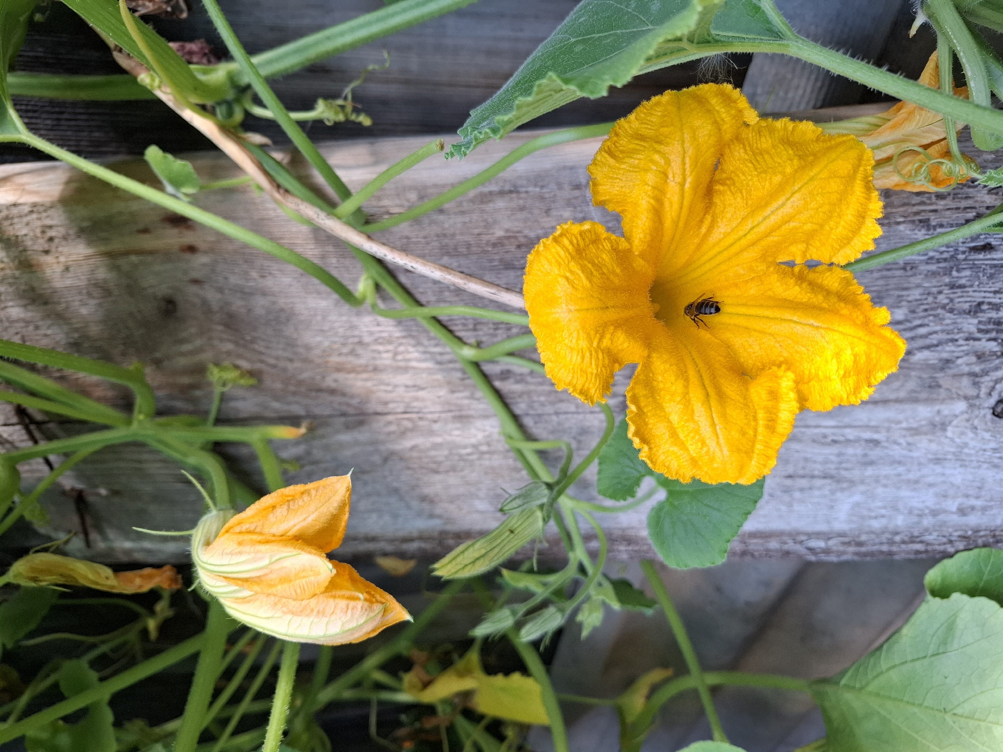 This is an image of a bee pollinating a bright yellow squash blossom. The blossom is large and has ruffled petals. In the background, there is a wooden fence and green vines with other blossoms. The image is taken in a garden, and the lighting suggests it is daytime. There is no specific information to indicate the location is in Tyumen, Russia.