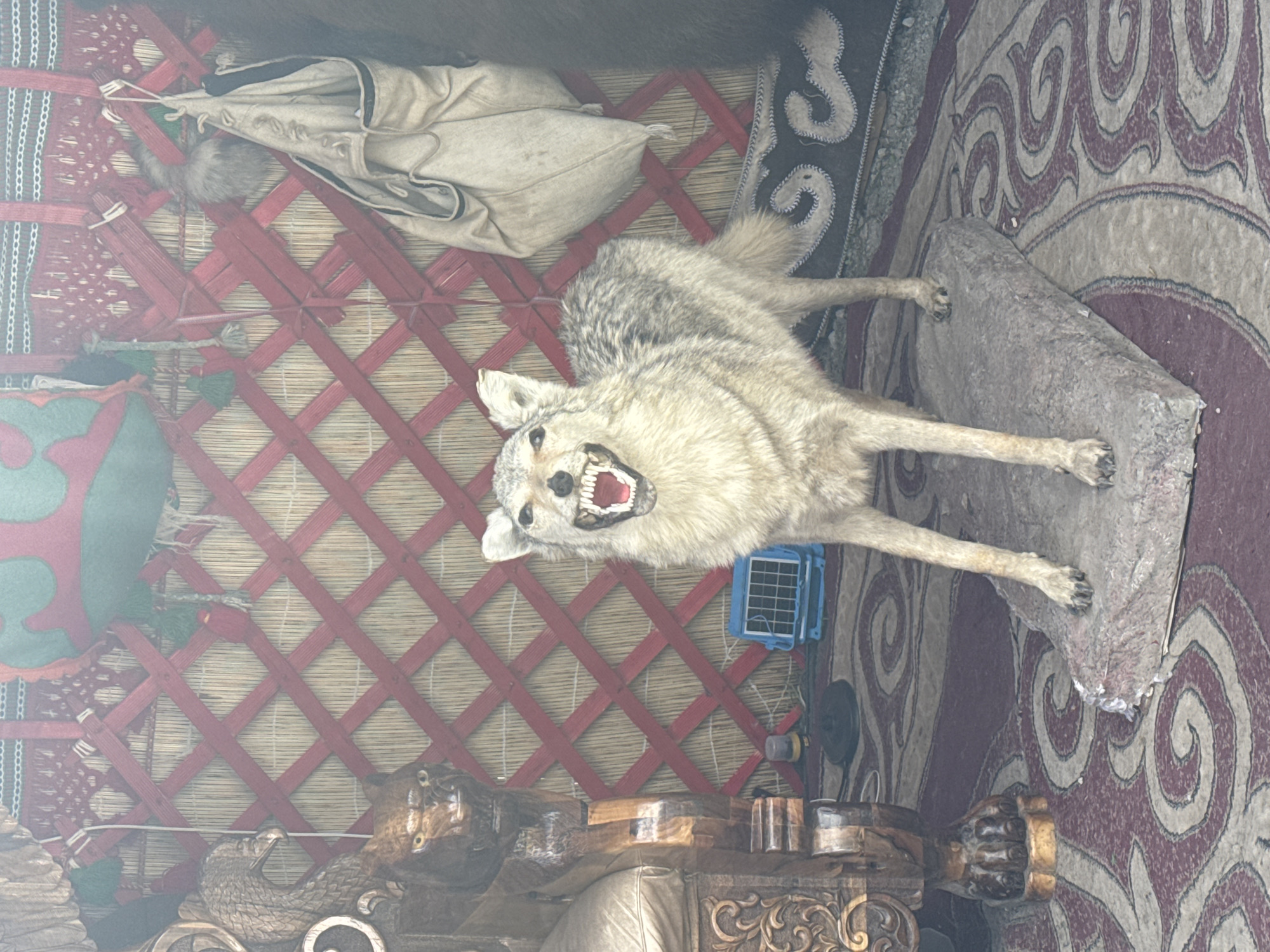 The image depicts a stuffed coyote on a rock within a yurt in Kyrgyzstan. The coyote is standing with its mouth open, revealing sharp teeth and a pink interior. It has grey and tan fur with dark markings. Behind the coyote, a red latticed screen covers a straw-like wall. Various decorative items are visible, including a carved wooden chair or bench on the left, and a tan fabric bag hanging on the right. The floor is covered with a rug featuring a swirling pattern. A blue and white grid-like object is on the floor near the coyote. The overall environment suggests a traditional dwelling.