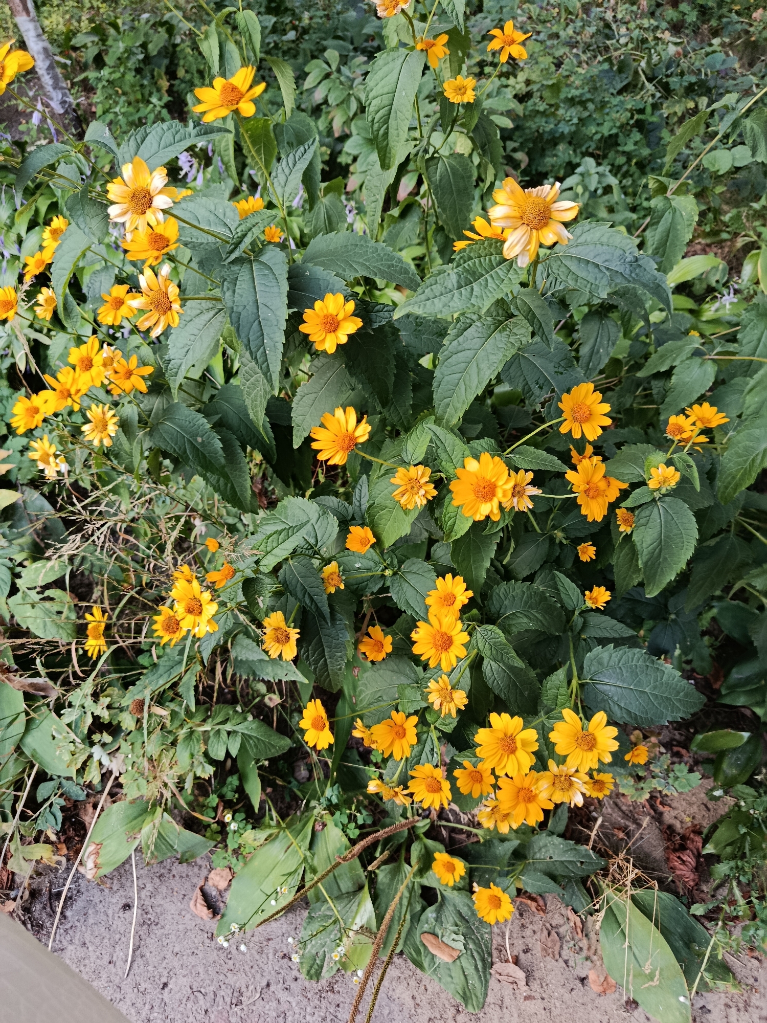 A cluster of yellow flowers with dark orange centers blooms amongst lush green foliage. The flowers, some fully open and others in bud, display delicate petals. The surrounding leaves are broad and textured, with some showing signs of wilting. The ground beneath the plants consists of a mix of soil, dried leaves, and a small patch of concrete. The scene appears to be an outdoor garden or naturalized area.