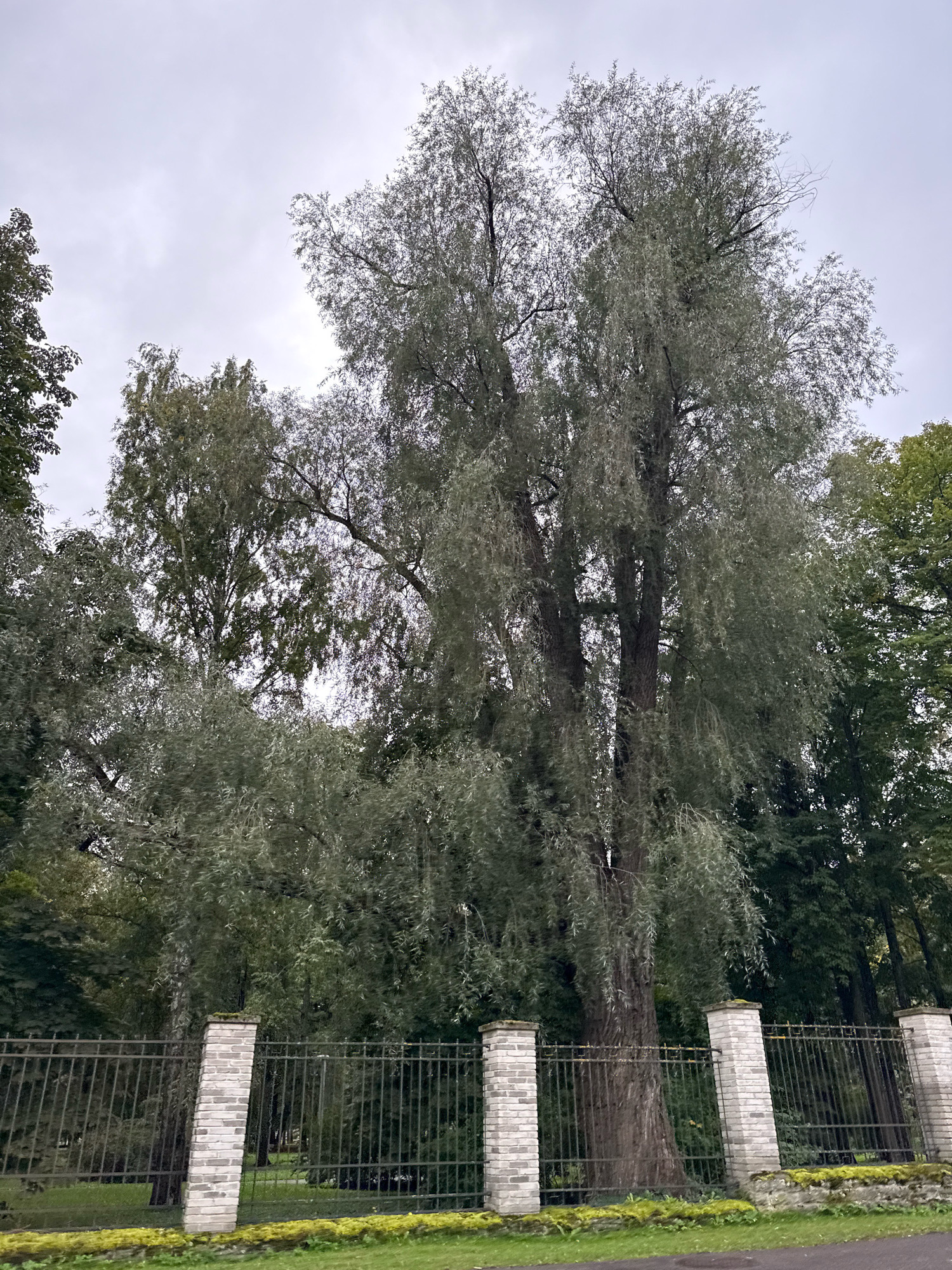 The image depicts a tall, mature willow tree with drooping branches, set against a backdrop of other trees and an overcast sky. In the foreground, a decorative metal fence with brick pillars runs horizontally across the frame. The scene appears to be a park or garden, given the presence of mature trees and manicured green spaces visible beyond the fence. The lighting suggests it is daytime, but the cloudy sky indicates overcast or possibly rainy weather. The overall mood is serene and natural, with no people or animals visible. There is no visible text in the image. The location context provided is Tallinn, Estonia.