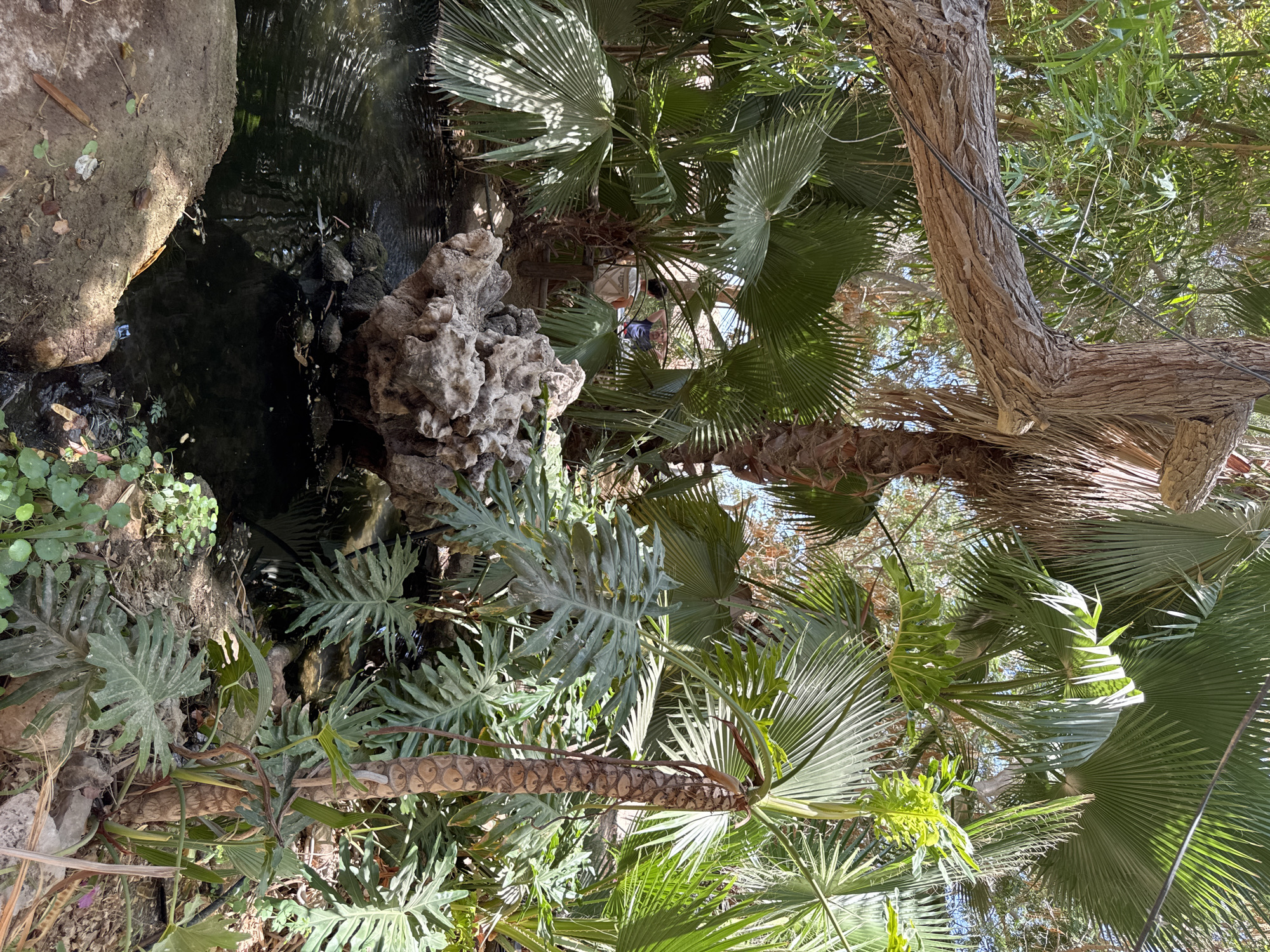 The image depicts a lush, sun-dappled botanical garden in Hevel Eilot Regional Council, Israel. The foreground features a dark, still pond with ripples on its surface, bordered by a rough, sandy embankment with scattered leaves and twigs. A large, textured rock formation juts out from the water's edge. The background is dominated by dense tropical foliage, primarily palm trees with large, fan-shaped fronds and other broad-leafed plants. A thick, gnarled tree trunk stretches diagonally across the upper left of the frame, its bark rough and textured. In the middle ground, two individuals are visible sitting on chairs amongst the greenery, one facing away and the other turned towards the camera, appearing to adjust their clothing. The overall scene is one of natural abundance and tranquility.