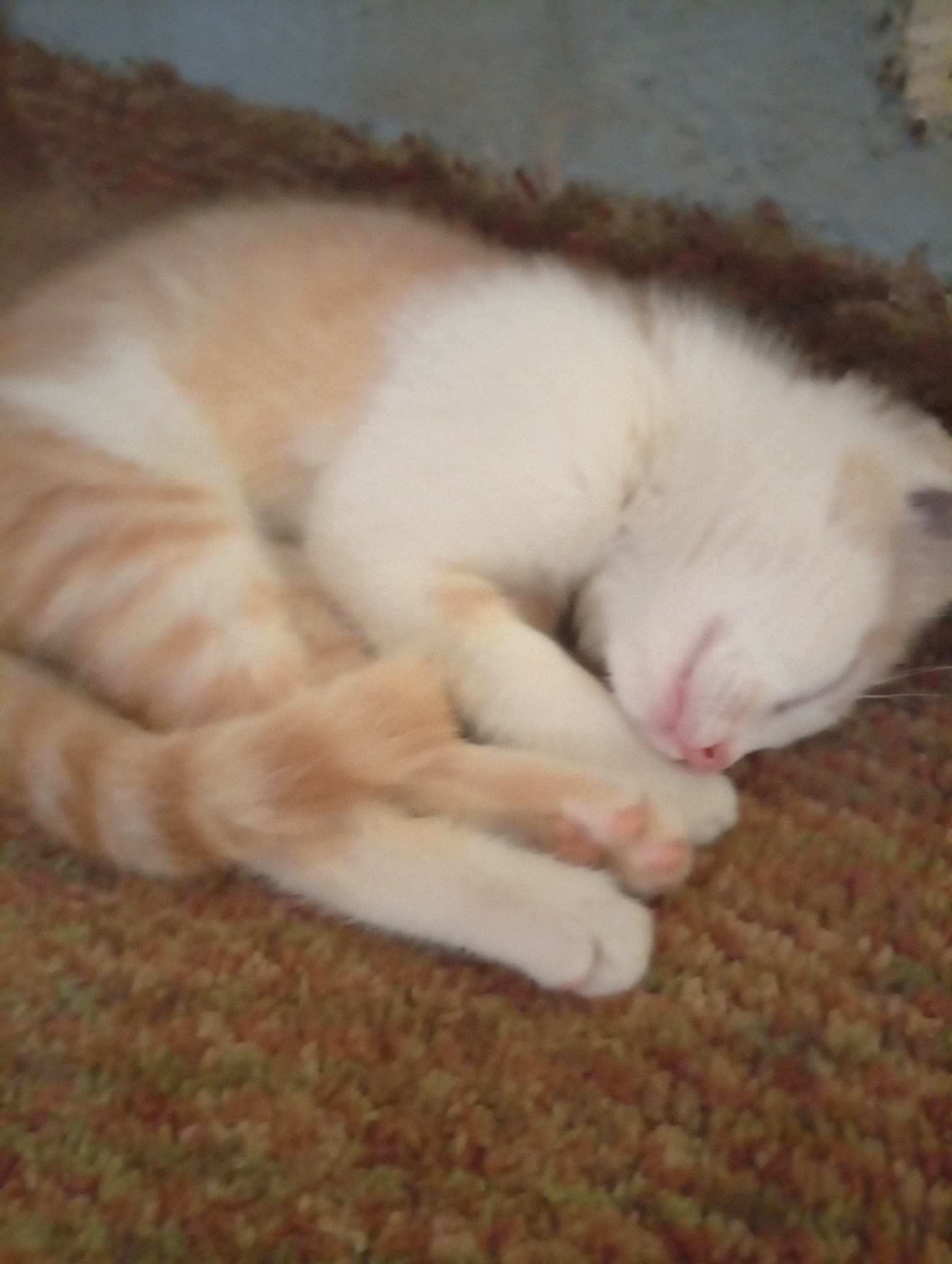 A kitten sleeps curled up on a brown, textured rug. The kitten is mostly white, with patches of orange tabby stripes on its tail and parts of its body. Its paws are tucked under its body, and its pink nose is visible. The background includes a blue wall. The location is Unknown, Unknown.