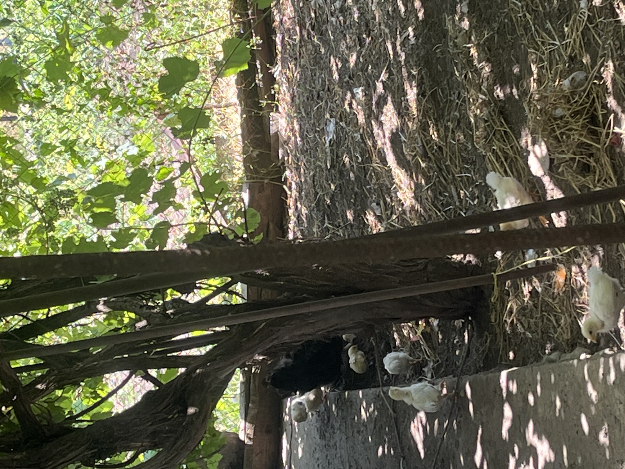 In a rustic outdoor setting, likely a farmyard or backyard in Chernove, Ukraine, a black hen is partially visible, surrounded by several fluffy yellow chicks. The ground is covered in dry leaves, straw, and some debris, indicating a natural, unmanicured environment. Sunlight filters through the dense green foliage overhead, casting dappled shadows across the scene. The chicks are scattered across the ground, some appearing to forage while others huddle near the hen. A concrete path or border runs along the left side of the frame, with sunlight creating distinct patterns on its surface. The overall impression is one of a peaceful, domestic moment within a natural habitat.