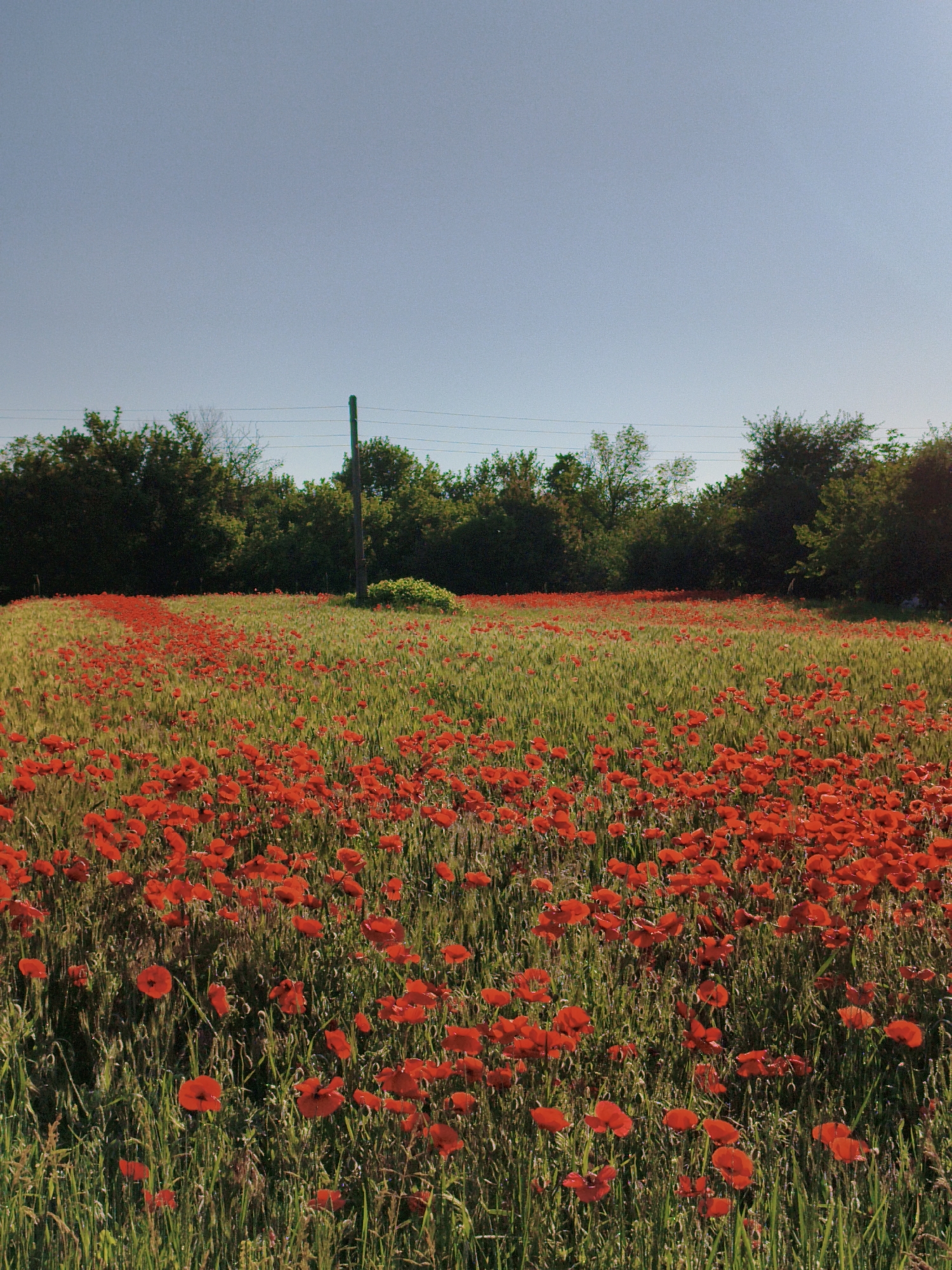 The image depicts a field of vibrant red poppies interspersed with green stalks of wheat under a clear, bright blue sky. In the background, a dense line of dark green trees forms a horizon, with a single wooden utility pole positioned centrally in front of them. Power lines are visible strung between the trees. The scene is bathed in natural sunlight, creating a serene and picturesque landscape. The image is located in the village of Ustyvytsia, Ukraine.