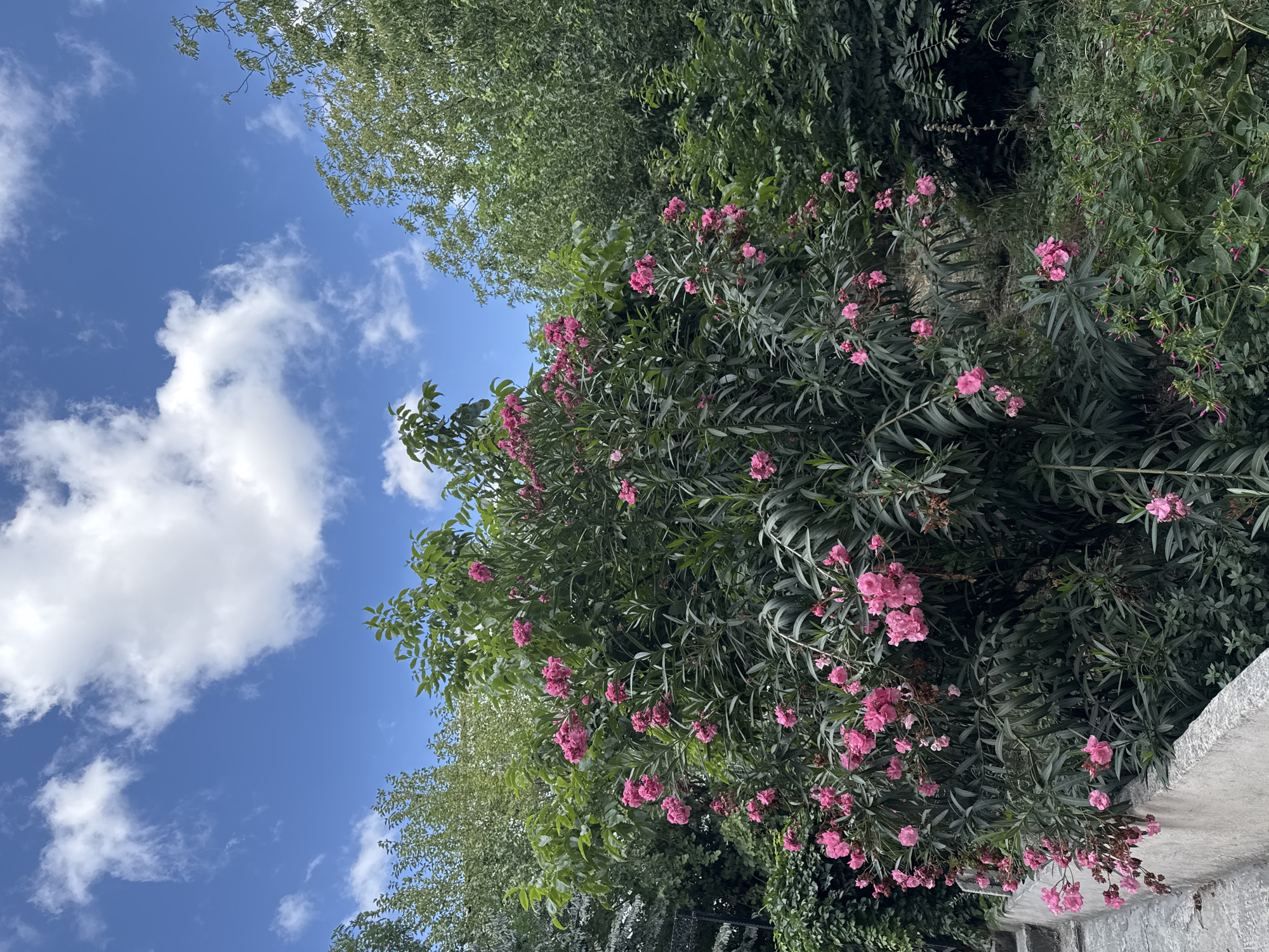 A vibrant, full-frame shot captures a lush green bush adorned with abundant bright pink flowers. The bush dominates the center and lower portions of the image. To the left, a textured, light-gray stone wall curves along a pathway, with some of its surface visible. The background is filled with various shades of green foliage from trees and other plants. Above, a bright blue sky is dotted with fluffy white clouds. The scene is a natural outdoor setting, likely a garden or park, within the city of Gungoren, Turkey. No people or animals are present.