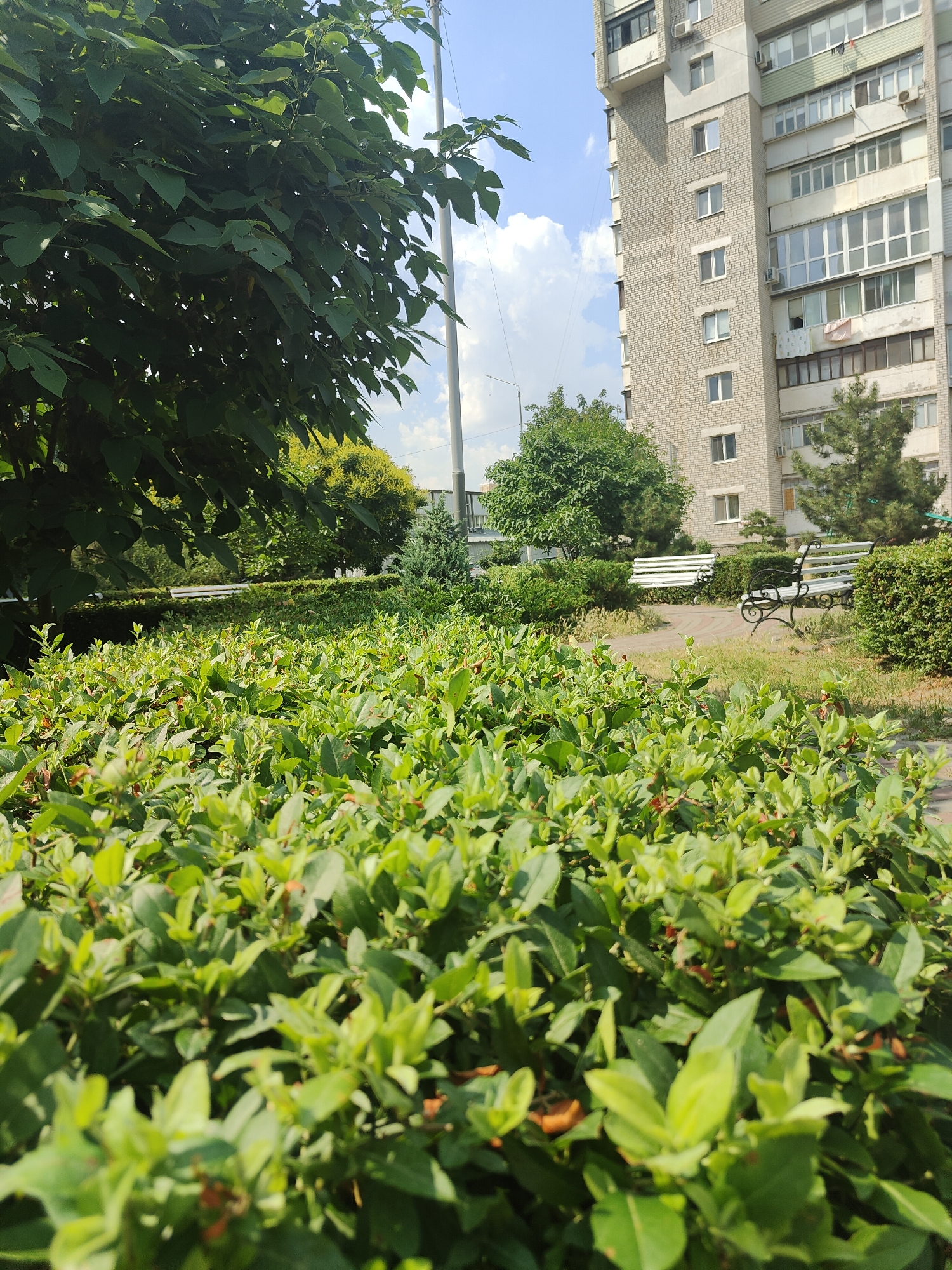 This is a medium-angle shot taken outdoors in Chornomorsk, Ukraine, on a sunny day with a clear blue sky and scattered white clouds. The foreground is dominated by a dense, low-lying green bush with small, pointed leaves, some of which have a reddish tint.
In the mid-ground, a paved walkway winds through manicured green hedges. Two white park benches with dark, ornate metal legs are visible, one slightly behind the other. Beyond the benches and hedges, several trees with lush green foliage are scattered across the landscape.
The background features a tall, multi-story apartment building constructed from light-colored bricks. The building has numerous windows, many of which appear to be enclosed with glass, suggesting balconies or sunrooms. Air conditioning units are visible on some floors. A thin, tall pole, possibly a street light or utility pole, extends vertically against the sky on the left side of the frame.
The overall scene depicts a well-maintained residential or communal area, likely a park or courtyard, designed for relaxation and outdoor enjoyment. The bright sunlight and clear sky suggest it is daytime, likely late morning or early afternoon. There are no people or animals visible in the image. No text is discernable.