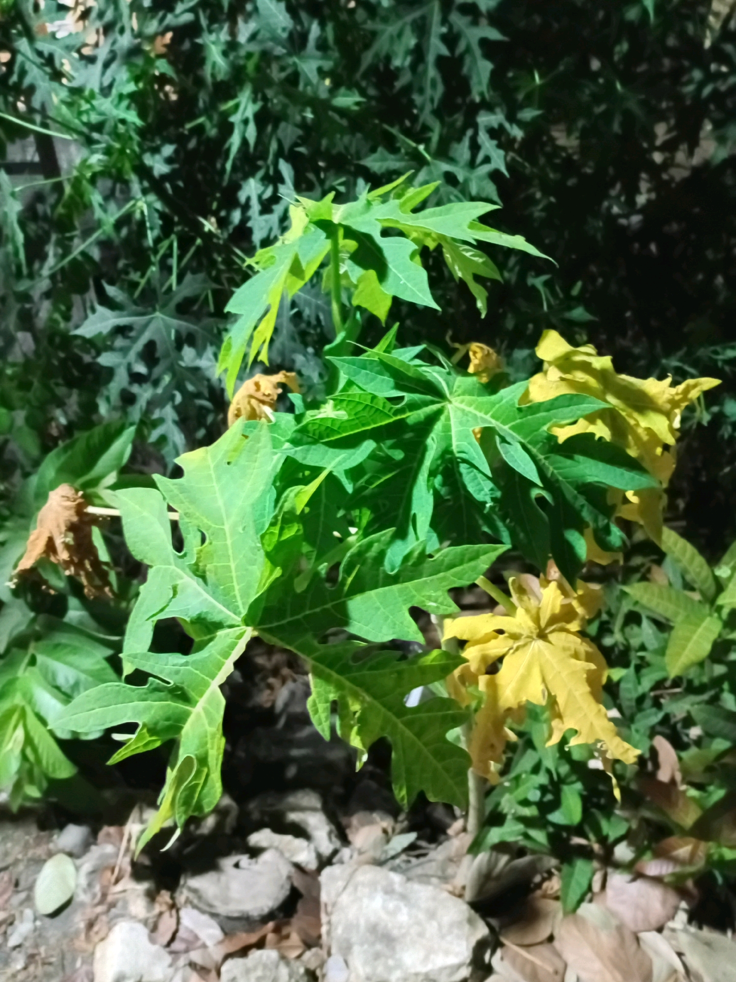 A medium shot captures a papaya plant with distinct green and yellow leaves, situated in a low-light outdoor environment. The plant is surrounded by other foliage and a rocky ground. Two dried, brown leaves are visible on the left side of the frame. The image appears to be taken in Playen, Indonesia.