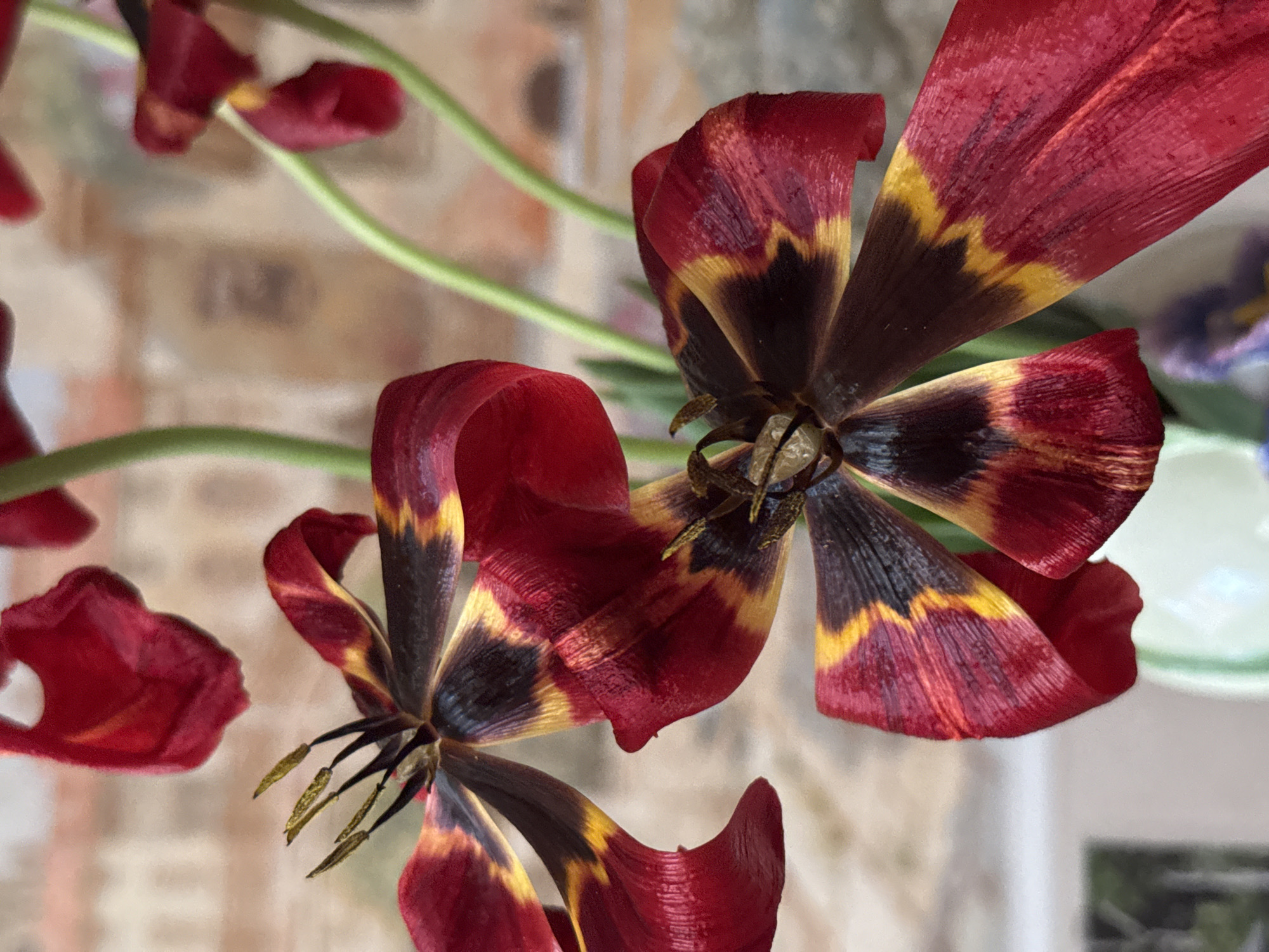 The image shows two wilting, red and yellow-striped tulip flowers in close-up view. The petals are partially detached, and the stamens are visible. Some loose petals are scattered nearby. The background is blurry, suggesting an indoor setting. The location of the photo cannot be determined from the image content. There is nothing to suggest the presence of people, actions or interactions.