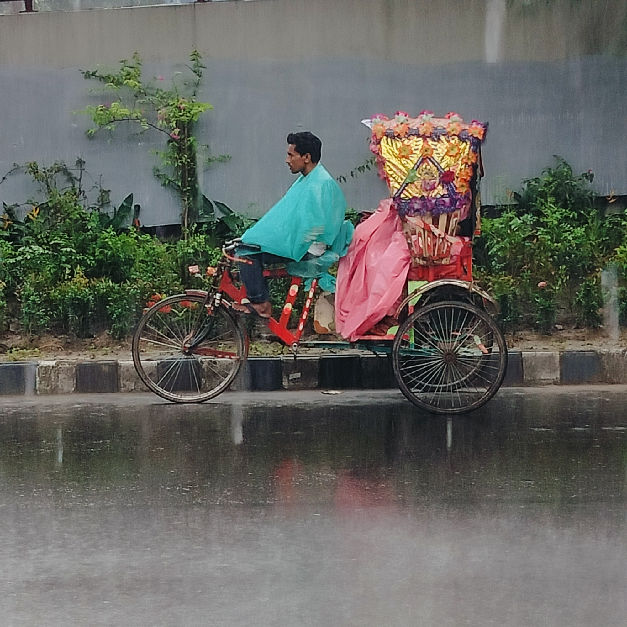 In Dhaka, Bangladesh, during a rainstorm, a man is riding a red cycle rickshaw on a wet street alongside a sidewalk with greenery. The rickshaw has a decorative, colorful carriage covered with a pink plastic sheet. The man is wearing a blue plastic poncho. The rain creates reflections on the street. A concrete wall is behind the greenery.