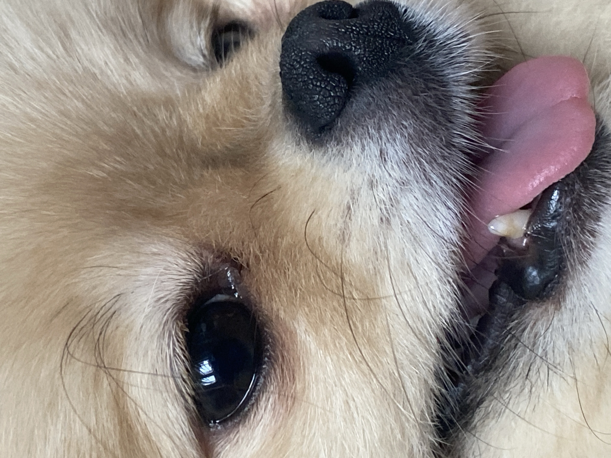 A very close-up, vertically oriented shot captures a portion of a light-furred dog's face. The primary subjects are the dog's left eye, nose, and open mouth with an extended tongue. The fur, which appears soft and fluffy, is a creamy beige or light brown color, with some areas around the snout showing a grayer tone.
The dog's large, dark brown or black eye is prominently featured in the lower left quadrant of the image, reflecting a bright light source, possibly a window. Fine, dark eyelashes are visible around the eye, and there's a slight wetness or tear stain in the inner corner. To the right and slightly above the eye, the dog's black, textured nose is seen in profile.
Further to the right and slightly above the nose, the dog's mouth is open, revealing a bright pink, slightly textured tongue extended outwards. A few small, white teeth are visible, along with dark, wrinkled gums or inner mouth tissue. The fur surrounding the mouth is also light-colored but appears a bit coarser near the lips. The overall impression is one of a playful or panting dog, captured in a very intimate and detailed manner. No text is visible in the image. The time of day and specific location are not discernible from the image.