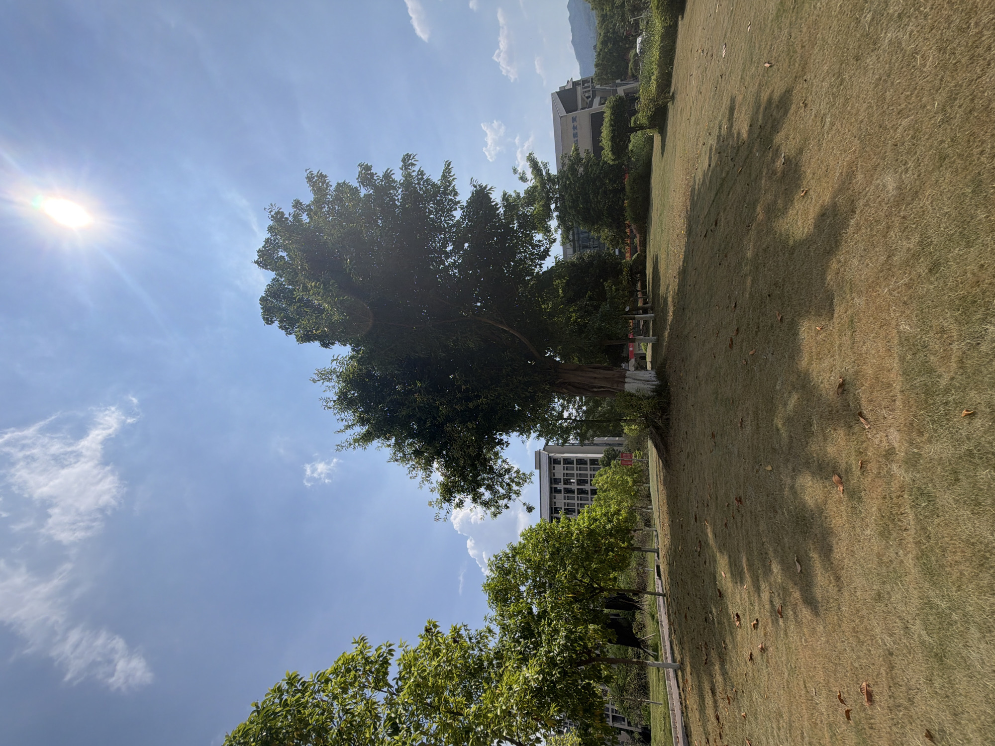 An outdoor, low-angle, full shot captures a sunlit park with a large tree dominating the center. The sky is a clear blue with scattered white clouds and the sun is shining brightly from the upper right. The ground is covered in dry, golden-brown grass with fallen leaves scattered throughout. The large tree in the foreground has a thick trunk, painted white at the base, and a full canopy of dark green leaves. Shadows of trees are cast across the grassy area. In the background, a modern building with many windows is visible, along with other trees and a distant mountain range. The location is identified as a park in Jiangjin, China.