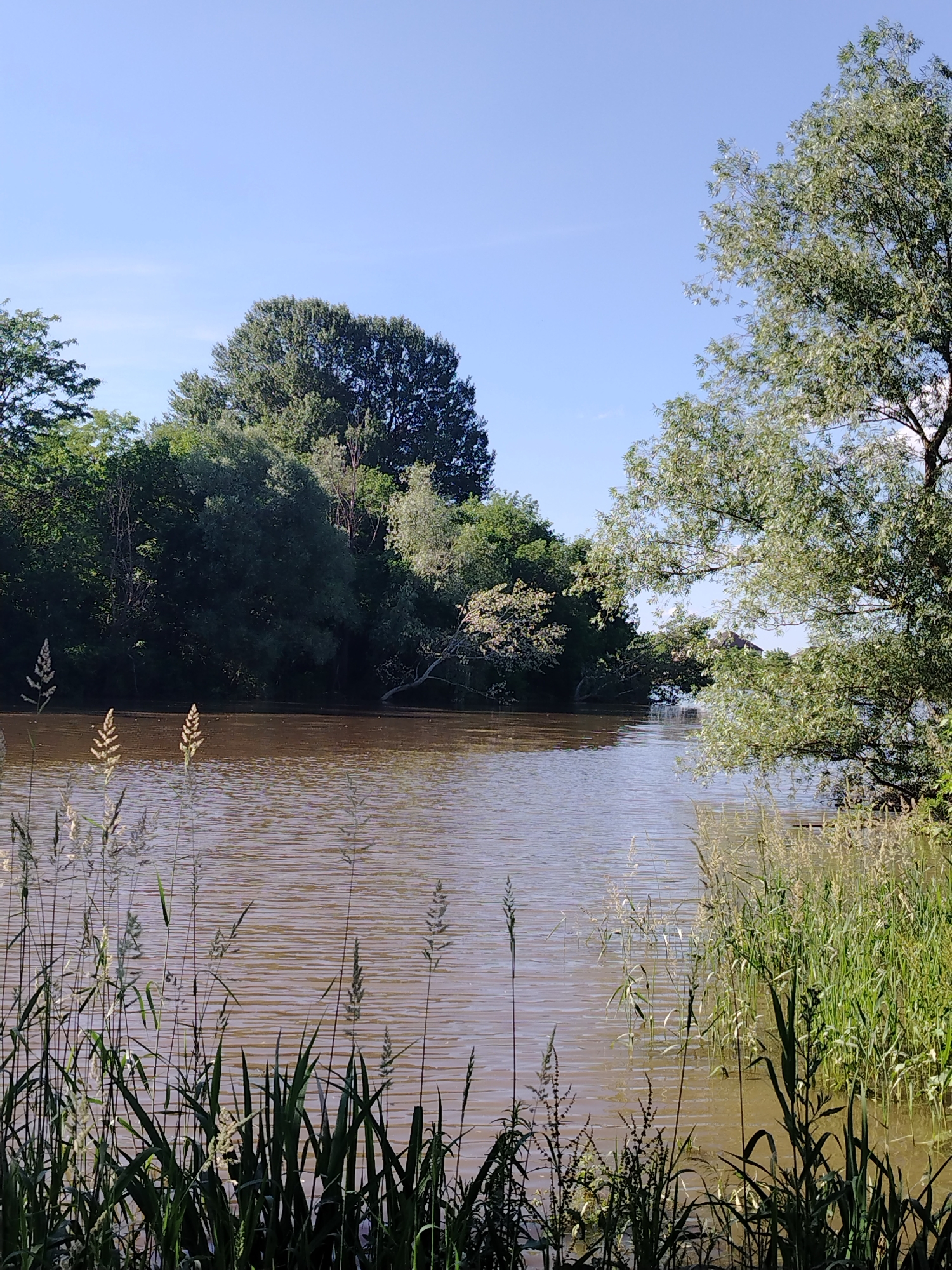 The image displays a serene natural landscape in Novobzhegokay, Russia, under a clear, bright blue sky with minimal, wispy clouds in the upper left quadrant. A wide, tranquil body of water, colored a muted brownish-ochre with gentle surface ripples, occupies the midground. The far bank is densely lined with a variety of mature deciduous trees, predominantly dark green, full-leafed, and appearing healthy. A tree with lighter, possibly silvery-green foliage stands out on the right side of the far bank. A very faint, indistinct dark shape is barely discernible above the distant treeline on the right, possibly a distant structure or denser foliage. Several small, dark, irregular specks are scattered across the water's surface in the mid-left area. The foreground is dominated by a dense growth of tall, vibrant green reeds and grasses, intermingled with lighter, dry, feathery seed heads, which frame the lower and side edges of the water. No human figures, animals, or prominent man-made objects are visible within the primary frame. The scene is bathed in natural daylight, suggesting a sunny day.