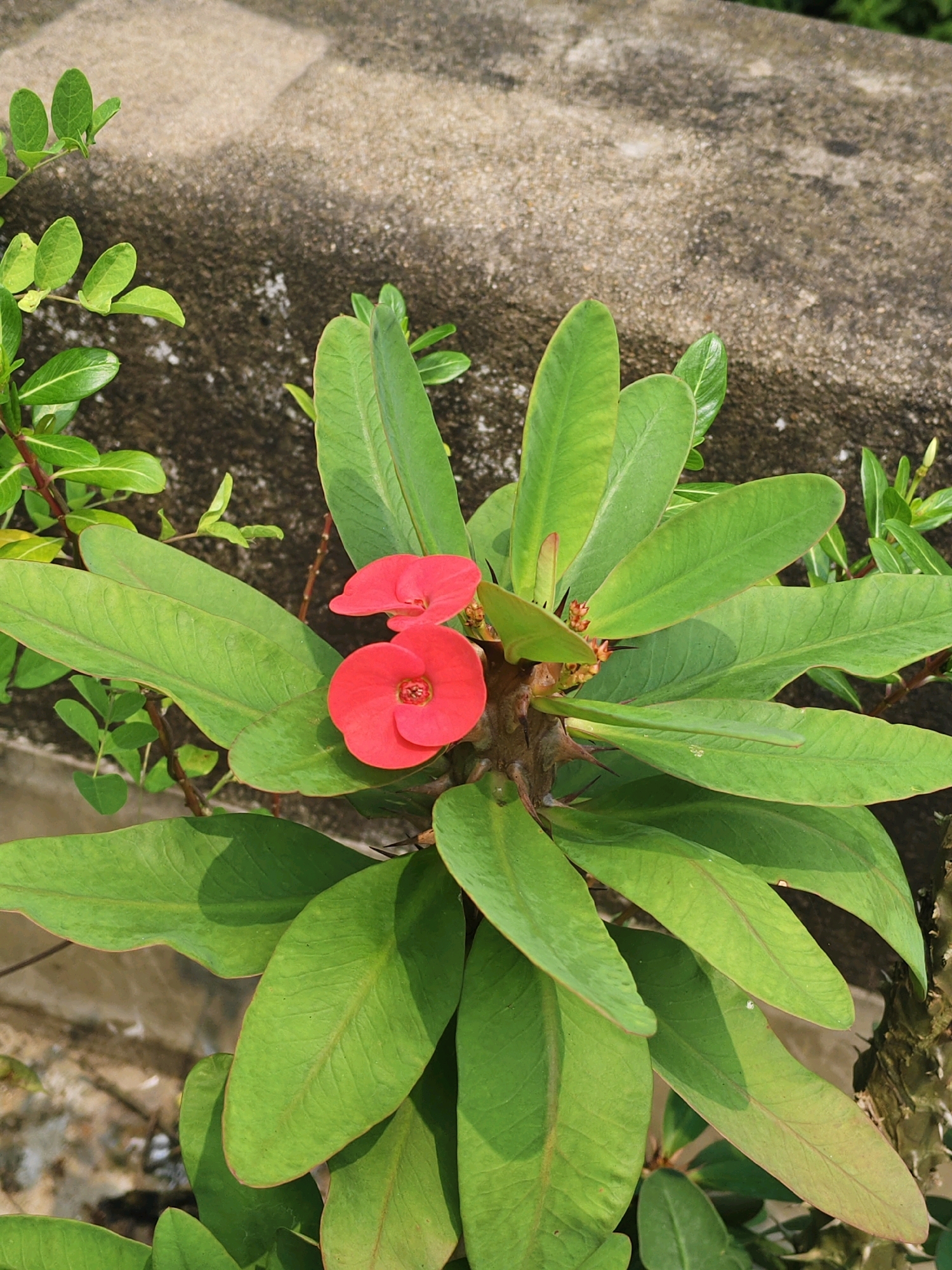 A close-up, eye-level shot captures a vibrant red Crown of Thorns plant with pointed green leaves and sharp thorns, set against a textured, weathered concrete wall. Two bright red flowers, each with a distinct swirl, are prominently featured at the top center of the frame. The plant's thick, woody stem is visible, dotted with numerous sharp thorns. The background wall is a mottled gray and beige, suggesting an outdoor urban environment, potentially in Purbba Gopinathpur, India, given the provided context. No people or actions are present in the image.