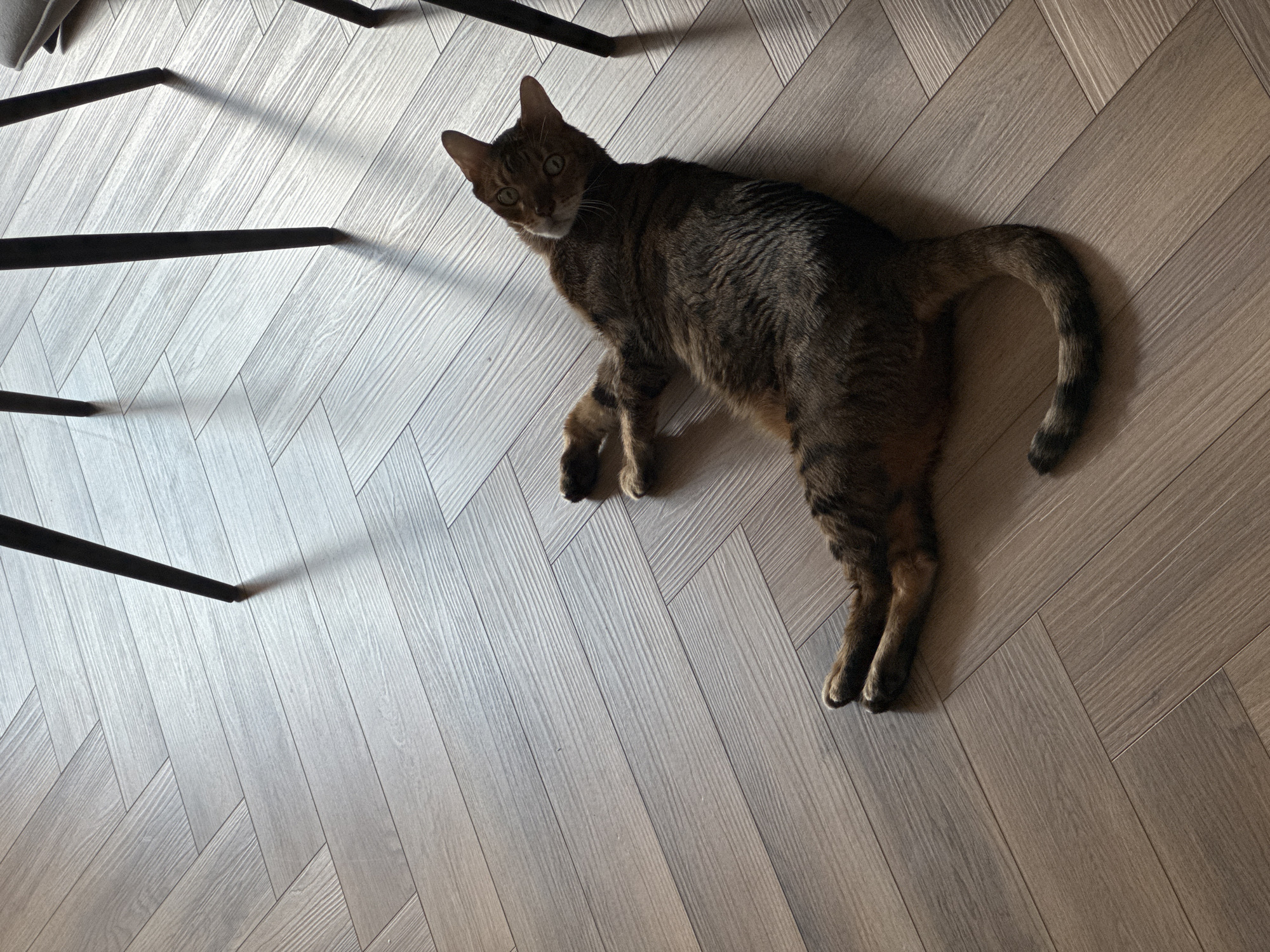 A brown tabby cat is lying on its side on a wooden floor with a herringbone pattern. The cat is looking up and to the left, with its front paws extended forward and its hind legs bent. The floor is lit by sunlight, casting shadows from nearby chair legs.