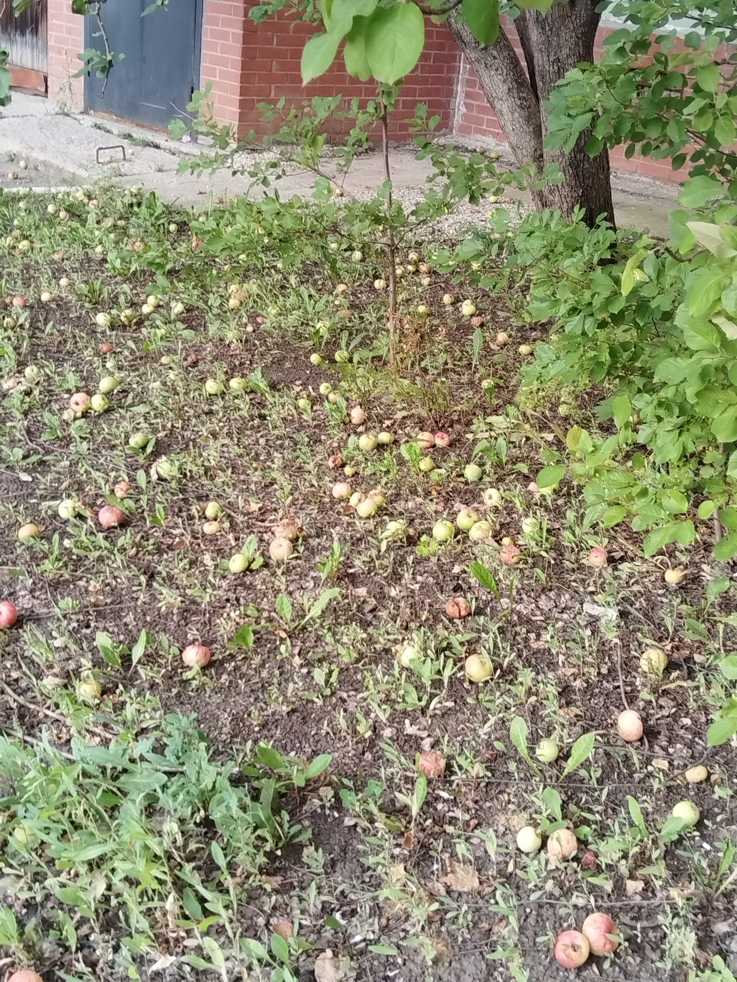 The image depicts a ground-level view of an outdoor area, likely a yard or park, in Roshchinsky, Russia. The scene is dominated by a large number of fallen apples scattered across the dark soil and interspersed with green vegetation, primarily grass and small plants. A tree trunk is visible in the upper right quadrant, with its branches and leaves extending into the frame, providing some shade. In the background, a brick building with a dark-colored door is partially visible, along with a concrete walkway. There are no people or animals present in the image. The overall impression is one of a natural, slightly unkempt environment.