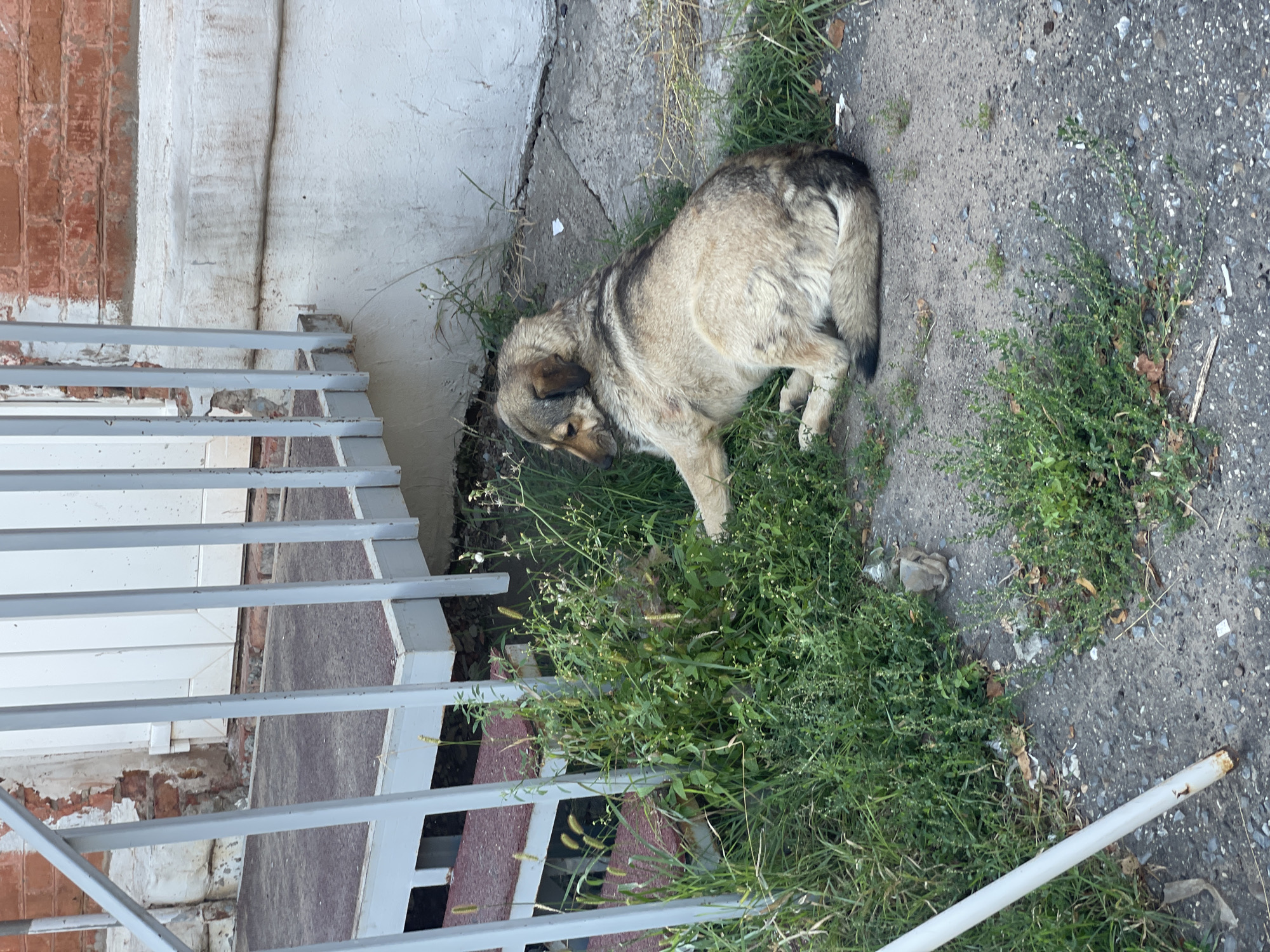 An adult dog, a mixed breed with light brown and grey fur, is lying on the ground next to a set of outdoor stairs. The dog is resting its head on its paws and appears to be relaxed. The stairs are made of metal with wooden steps. The surrounding environment consists of overgrown grass and dirt. The background shows the exterior of a brick building with white trim. There are no people visible in the image. The scene is located outdoors in a somewhat unkempt urban setting.