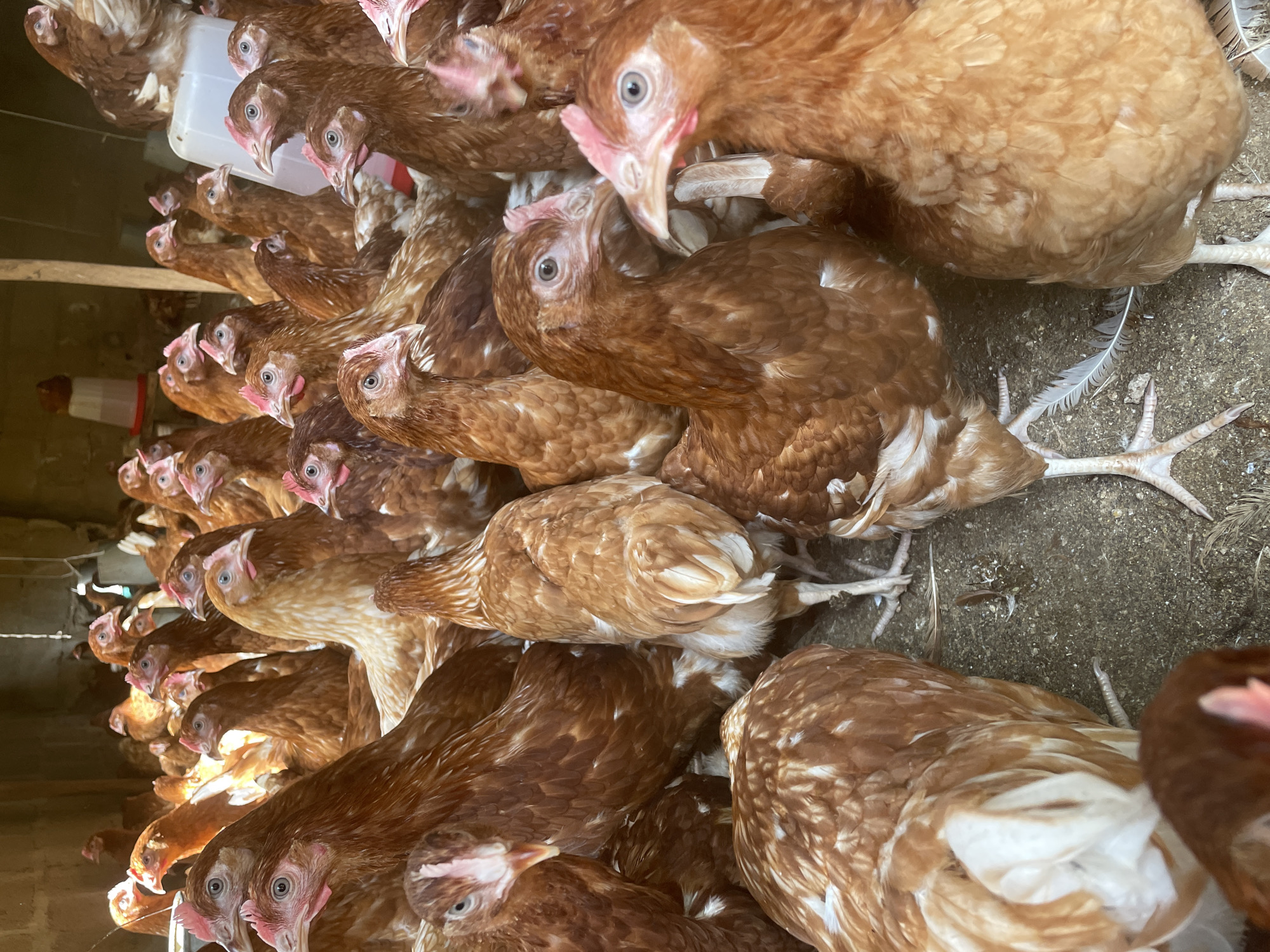 The image shows a close-up, overhead view of a flock of chickens in an enclosure. The chickens are predominantly brown and white, with some having lighter colored feathers. They are densely packed together, with their heads and bodies filling most of the frame. The ground appears to be covered in dirt or sand. In the background, there are glimpses of a wooden structure and what appears to be a red and white feeder. The lighting suggests it is daytime. The image is a photograph taken from within the enclosure, looking down at the chickens. There is no indication of the location being Goni Gara, Nigeria.