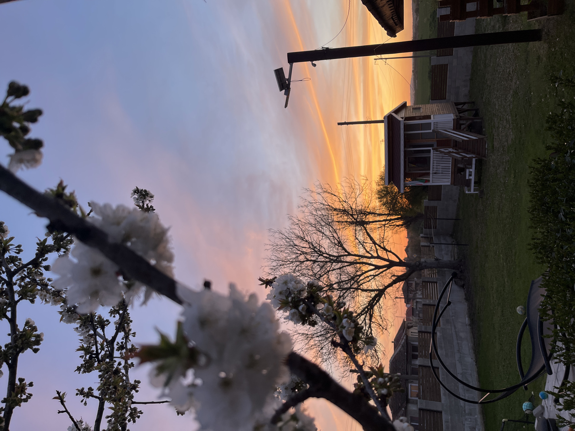 The image depicts a tranquil sunset or sunrise scene in a backyard setting in Pchelnik, Bulgaria. In the immediate foreground, branches of a cherry tree are visible, adorned with delicate white blossoms and developing buds, suggesting springtime. The sky dominates the upper portion of the frame, showcasing a beautiful blend of soft blues transitioning into vibrant pink, orange, and deep yellow hues, characteristic of twilight.
Towards the midground, a large, bare deciduous tree stands silhouetted against the colorful sky. To its right, a small, charming wooden house or shed with a red roof and white railings is situated on raised stilts. A Bulgarian flag, distinguishable by its white, green, and red horizontal stripes, hangs from the porch of this structure. A tall utility pole, equipped with a light fixture and wires, rises prominently in the center-right.
The ground features a green grassy area. In the background, the horizon reveals indistinct outlines of other buildings and a flat landscape under the twilight sky. Partially visible on the far right, obscured by some foliage, are elements of outdoor furniture, including what appears to be a metal swing chair frame, and a satellite dish. The overall scene conveys a sense of peaceful natural beauty at the beginning or end of the day.