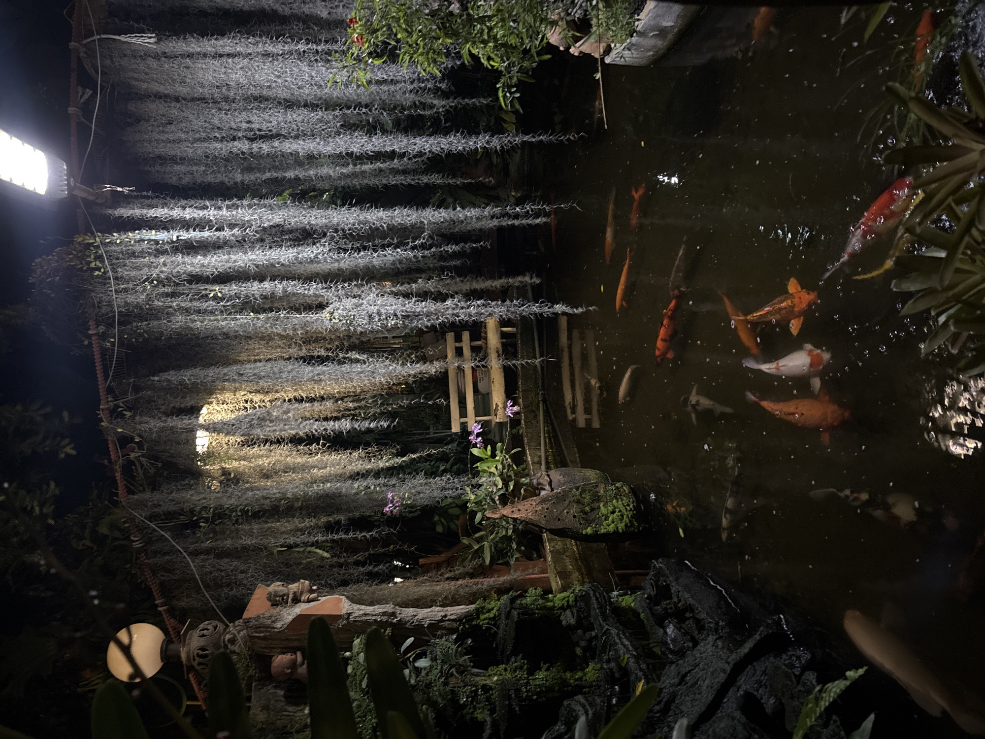 This image captures a serene nighttime scene, likely in a garden or courtyard setting in Baan Lamai, Thailand, centered around a pond. The dominant visual element is a dense, horizontal canopy of silvery-grey Spanish moss (Tillandsia usneoides) that stretches across the upper and central left sections of the frame. This moss is dramatically lit by two artificial light sources: a bright, rectangular LED floodlight positioned on the far left, and a softer, circular light source visible lower down on the left, both casting a glow that highlights the moss's delicate textures.
To the right, a dark pond occupies a significant portion of the image, home to numerous koi fish of varying sizes. These fish exhibit vibrant colors, including orange, gold, white, and mottled patterns, swimming leisurely in the dimly lit water. The pond's perimeter is intricately landscaped with dark, moss-covered rocks, sections of wood, and various green plants. A few delicate purple flowers, possibly orchids, are visible among the foliage near the center. Additional green plants hang from the top right, with their reflections faintly visible in the water.
The scene is illuminated entirely by artificial light, indicating it is nighttime. The activity is limited to the fish swimming in the pond, contributing to a tranquil and peaceful atmosphere. The combination of natural elements with the artistic lighting creates a captivating, almost ethereal ambiance in this carefully curated tropical environment. No legible text is visible in the image.