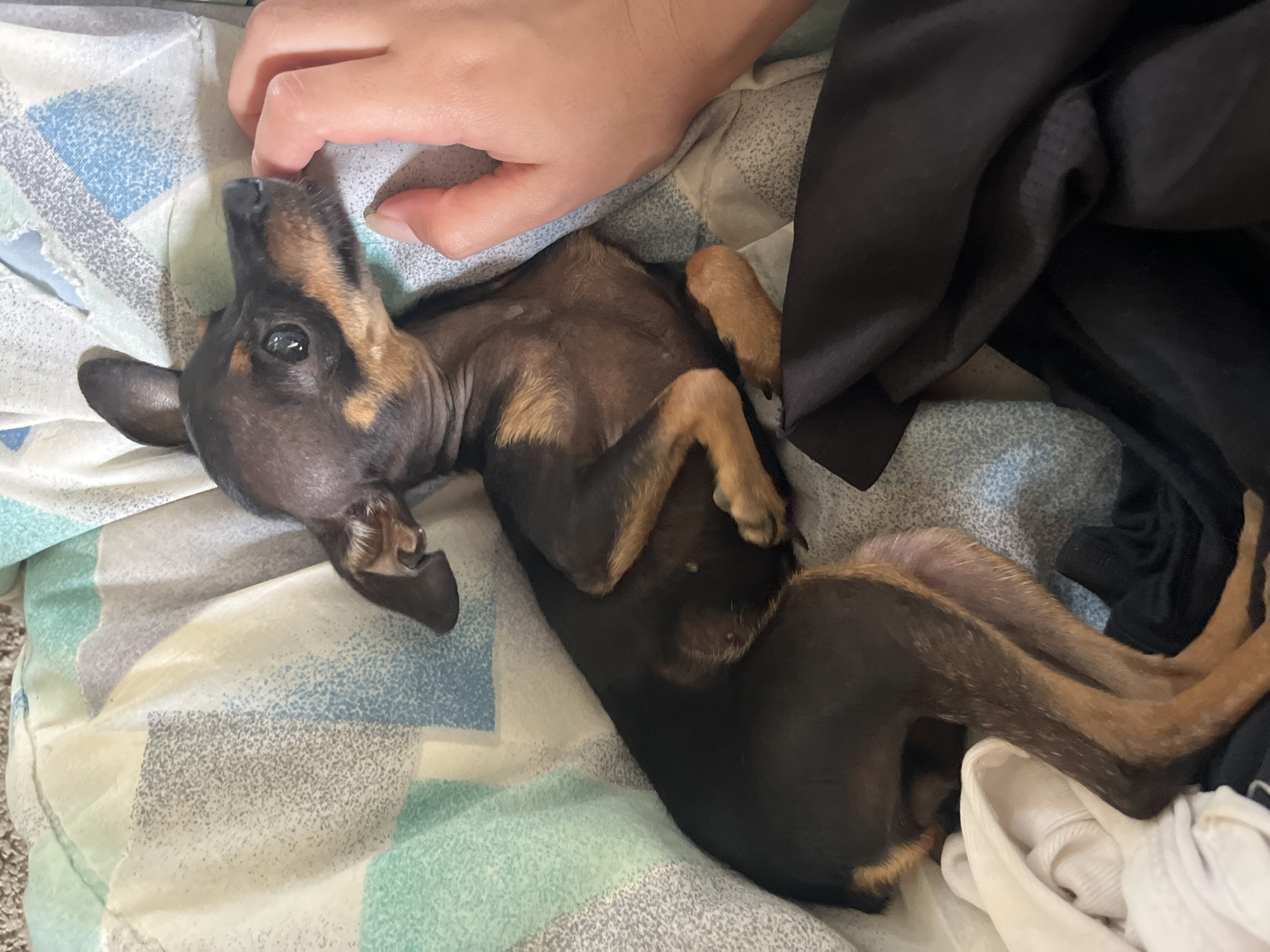 A miniature pinscher dog, predominantly black with tan markings on its muzzle, chest, and legs, lies on a patterned comforter. Its body is angled towards the right side of the frame. A human hand, with fingernails visible, is touching the dog's snout. The comforter features a repeating abstract pattern of irregular shapes in shades of blue, grey, and off-white. A pile of dark fabric, possibly clothing, is situated in the lower right portion of the image, and a stack of white fabric is visible in the lower left. The scene appears to be indoors, possibly on a bed, in a private residence. The image does not contain any specific details to indicate a location within Juan Griego, Venezuela.