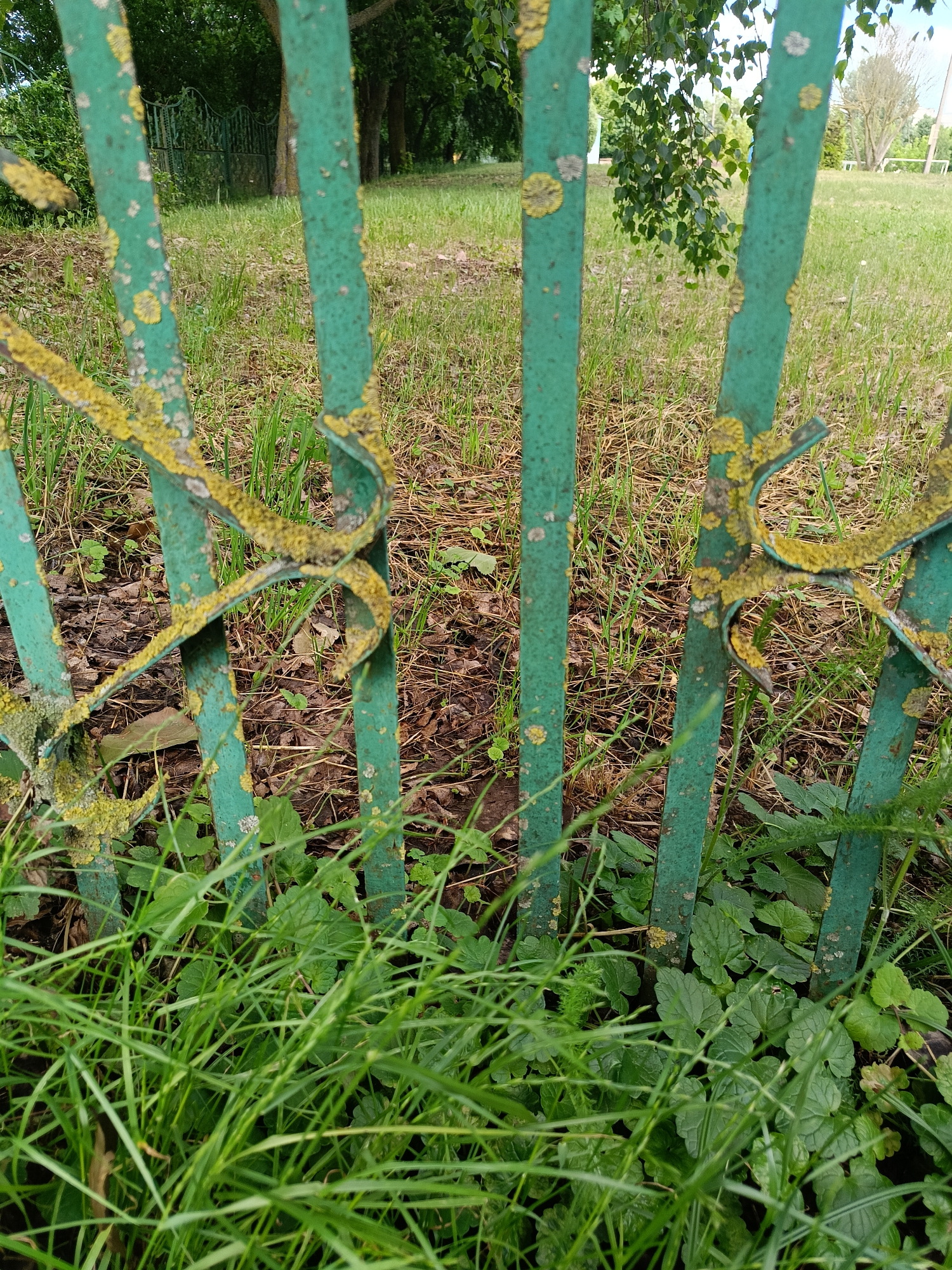 The image shows a close-up view of a green metal fence with decorative scrolls, likely an outdoor setting in Niasvizh, Belarus. The fence is weathered and covered in patches of yellow and gray lichen. Behind the fence, there is grass, fallen leaves, and some greenery. In the background, there are trees and a glimpse of another fence. The lighting suggests it is daytime, with the sun casting some shadows. There are no people or animals visible in the image.
