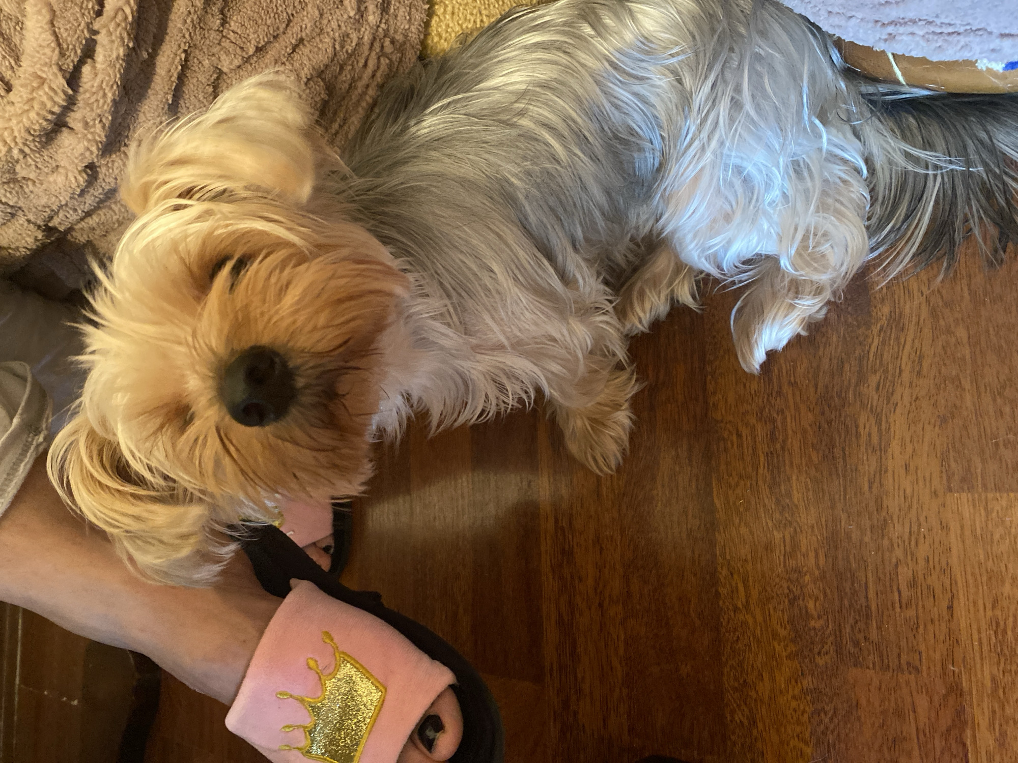 A Yorkshire Terrier dog is lying down on a wooden floor next to a person's foot wearing a pink slipper with a gold crown emblem. The dog has light brown and gray fur. The background shows a brown, textured blanket. The scene is indoors, likely in a home. The location in the city of Derbent, Russia, is not ascertainable from the image.