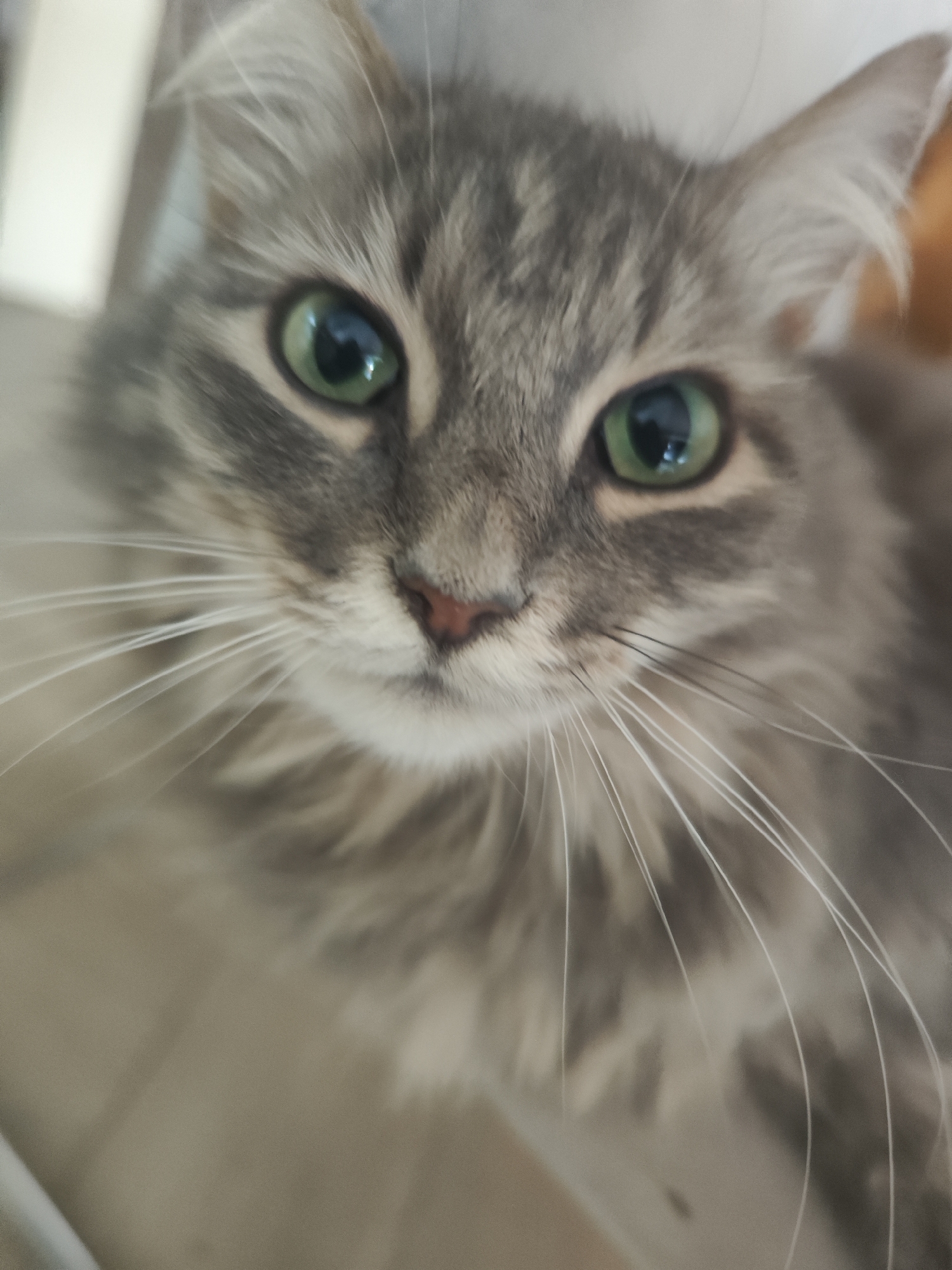 A close-up image shows the face of a gray tabby cat with long fur and green eyes. The cat has a pink nose and long white whiskers. The background is blurred and indistinct, suggesting an indoor setting.