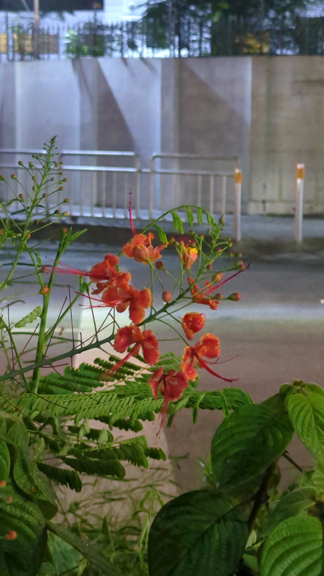 The image is a close-up, vertical, outdoor shot of a plant with delicate orange flowers and fern-like green leaves. The flowers have thin, red stamens extending from them. In the background, out of focus, is a light-colored, textured wall with diagonal shadow patterns. A metal railing or fence is visible in the mid-ground, with several yellow-tipped posts. The ground is wet and appears to be a paved area, possibly a street or walkway, with some reflections. The overall lighting suggests it might be dusk or nighttime. Without further information or identifiable landmarks, pinpointing the exact location within Dhaka, Bangladesh is not possible from the visual data alone. The scene appears to be a quiet, possibly urban, outdoor setting.
