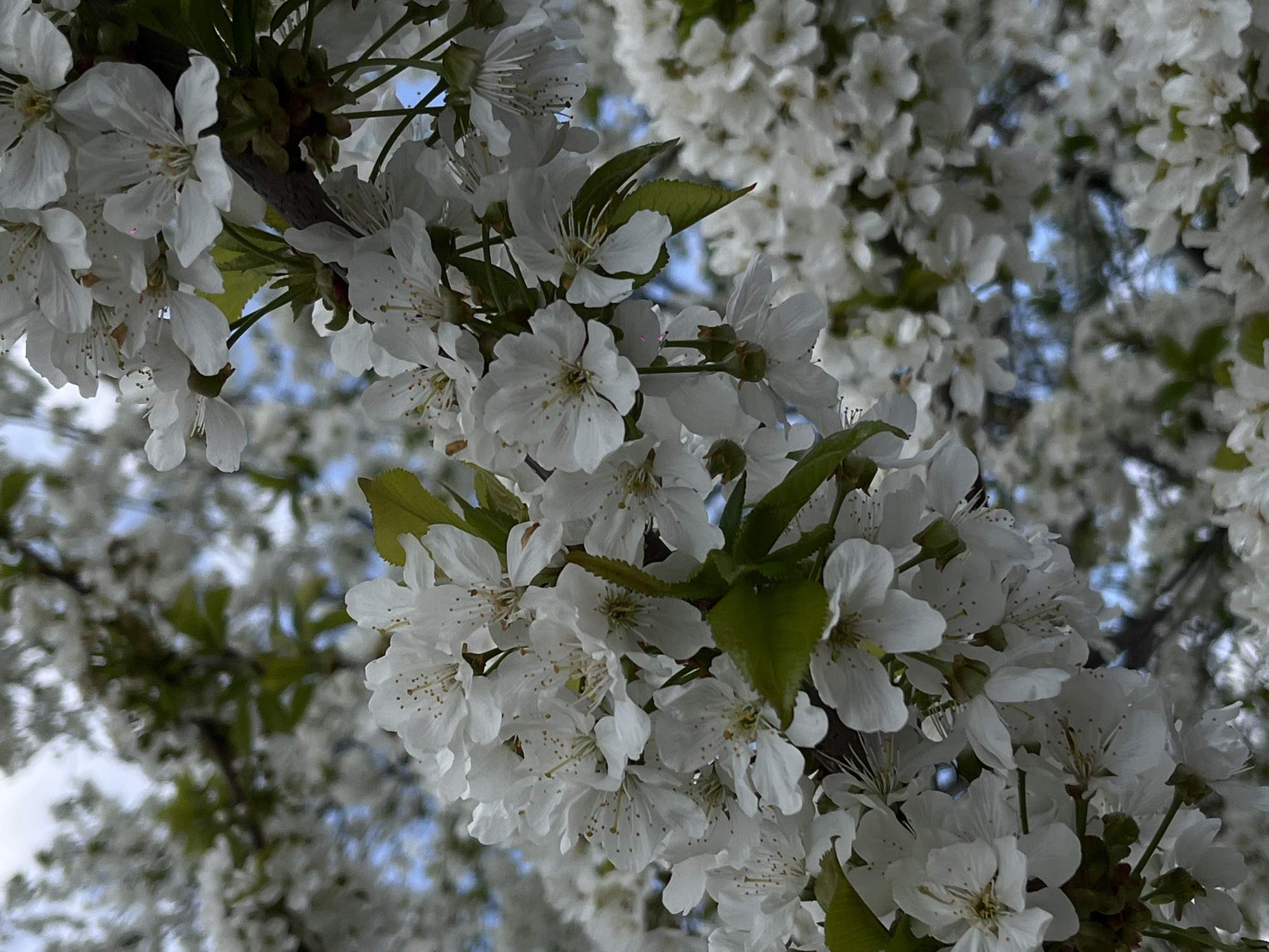 The image presents a vibrant close-up of a branch heavily laden with white blossoms, strongly resembling cherry or fruit tree flowers. Each flower features five delicate white petals and numerous prominent stamens tipped with small, light brown anthers. Fresh green leaves are visible among the clusters of blooms, adding a touch of verdant contrast. The main branch, a dark, gnarled brown, runs across the frame, supporting the profusion of flowers.
In the background, more white blossoms create a soft, out-of-focus blur, suggesting a dense canopy of flowering trees. Patches of light blue sky peek through the foliage, indicating a clear or partly cloudy day. The lighting is bright and natural, highlighting the pristine white of the petals.
The scene captures the essence of springtime, showcasing the beauty and abundance of nature in full bloom. There is no specific activity taking place, and no people or discernible text are visible. The image focuses on the intricate details of the blossoms, conveying a sense of freshness and natural elegance from Novopokrovskaya, Russia.